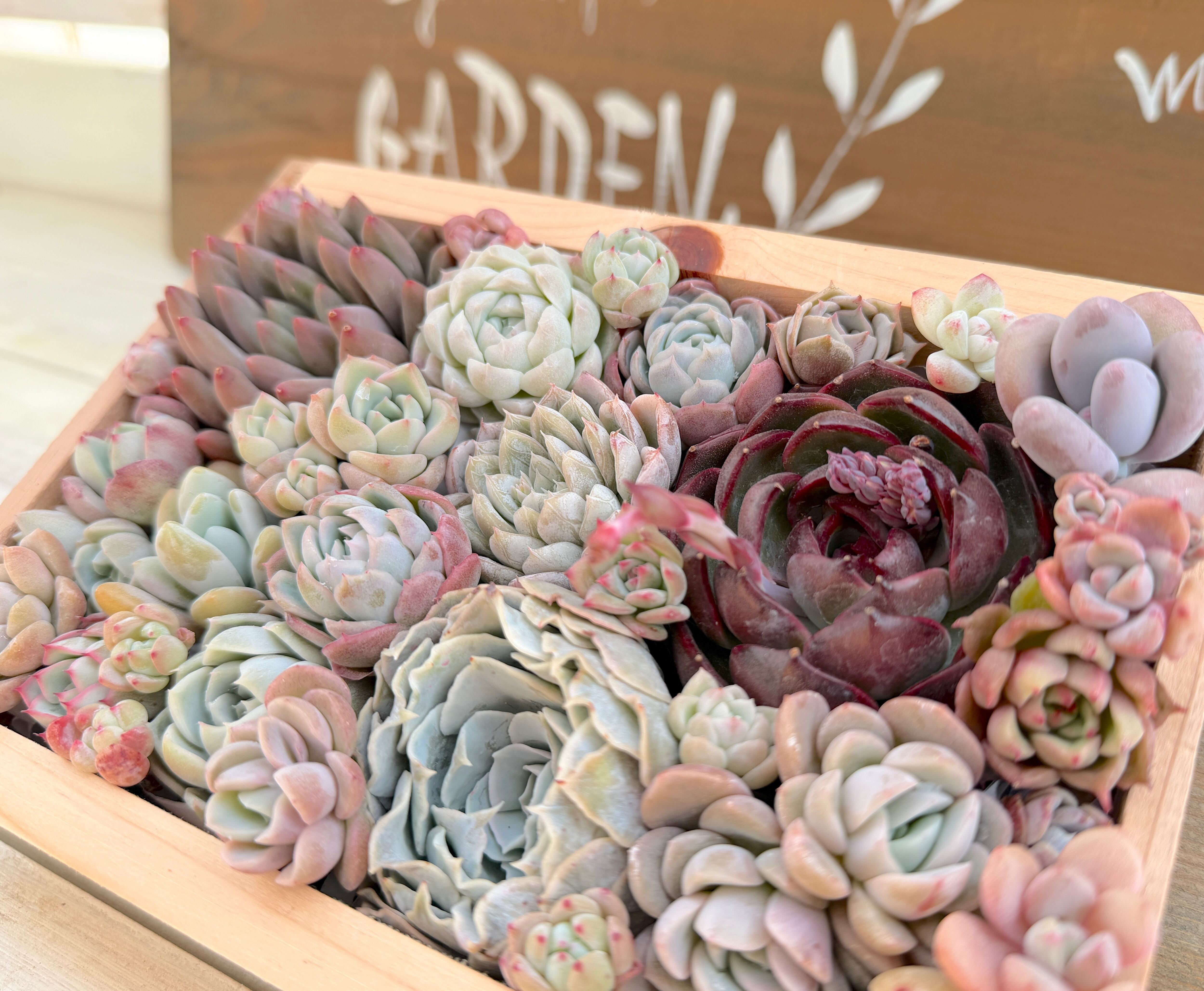 一般の方専用】寄せ植えぎゅうぎゅう木箱S | たまちゃんず農園