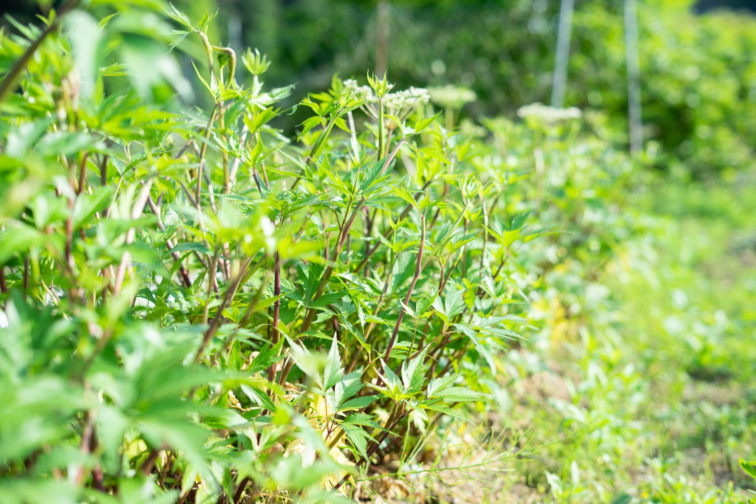大和当帰生葉100g | 大和かぎろひ