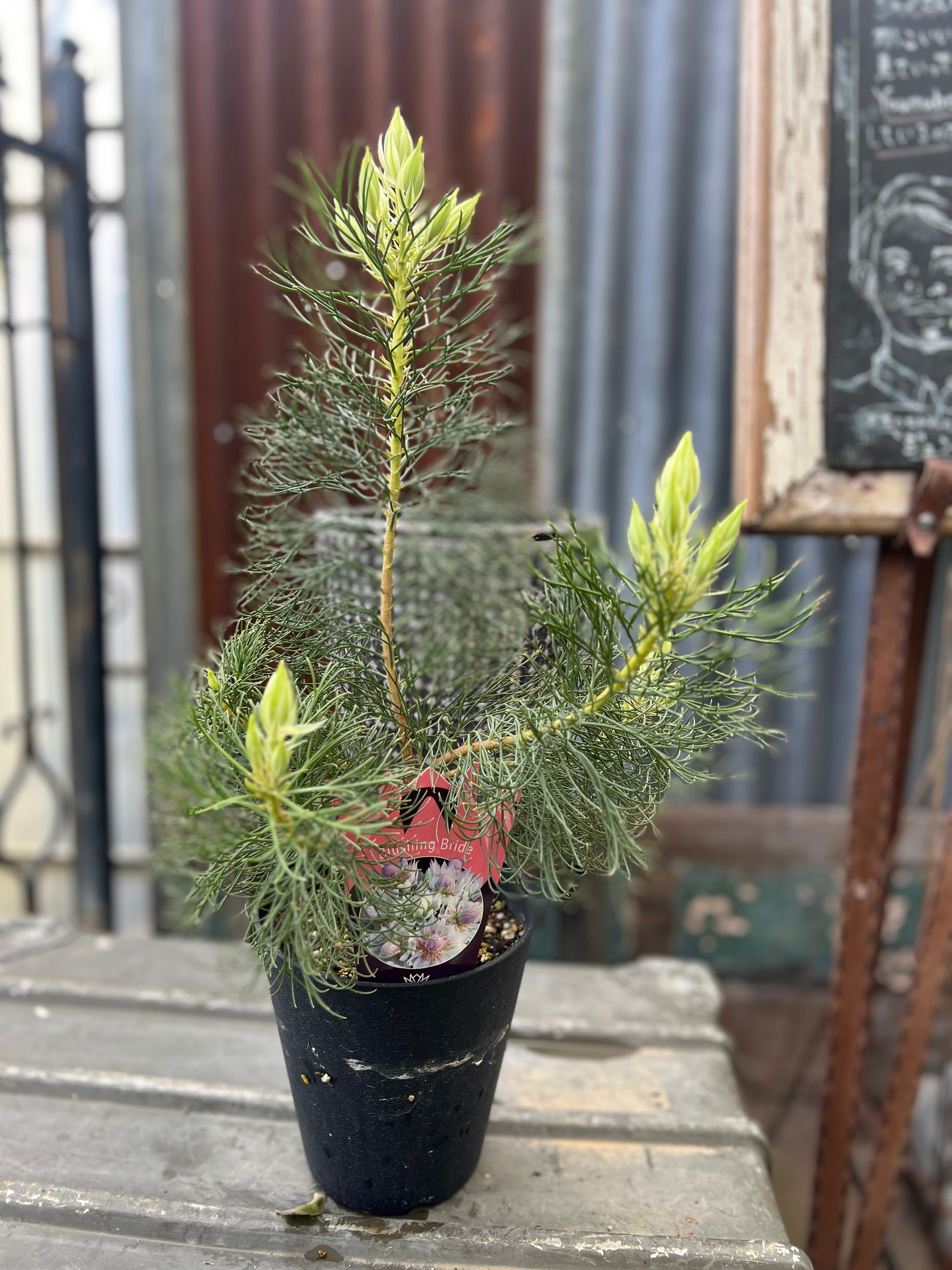 プロテア オーストラリスルビー 2F | 沼ノ上農園