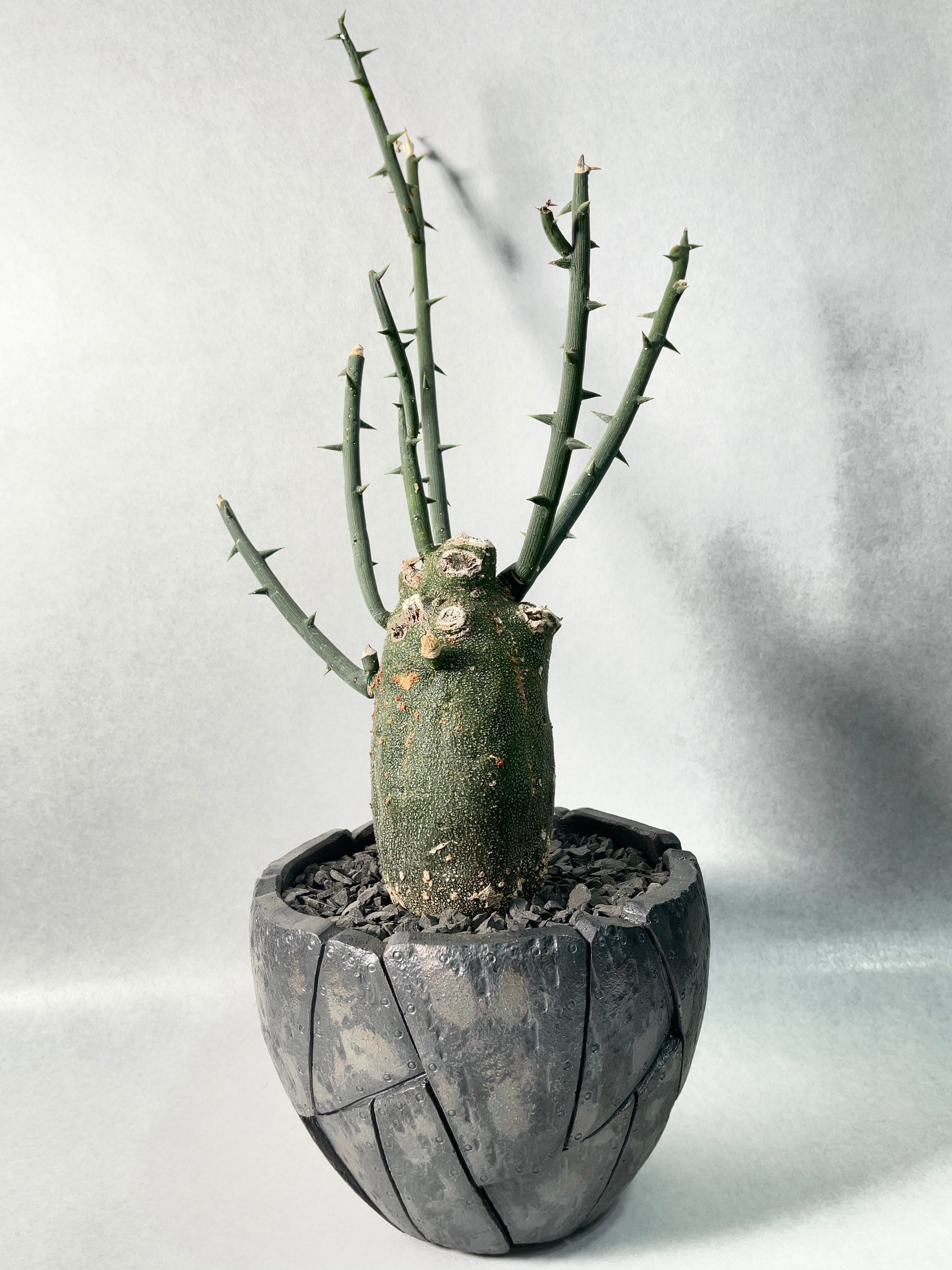 アデニア・プセウドグロボーサ | trigger 