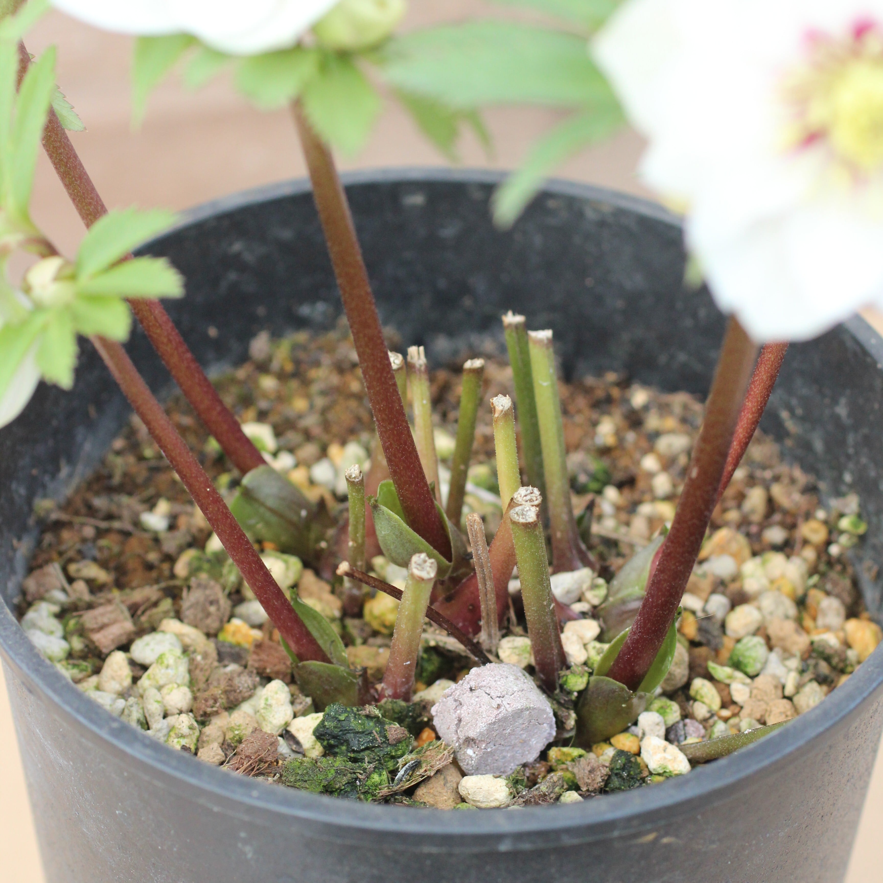 WS26-068 クリスマスローズ ウィンターシンフォニー 静ダブル