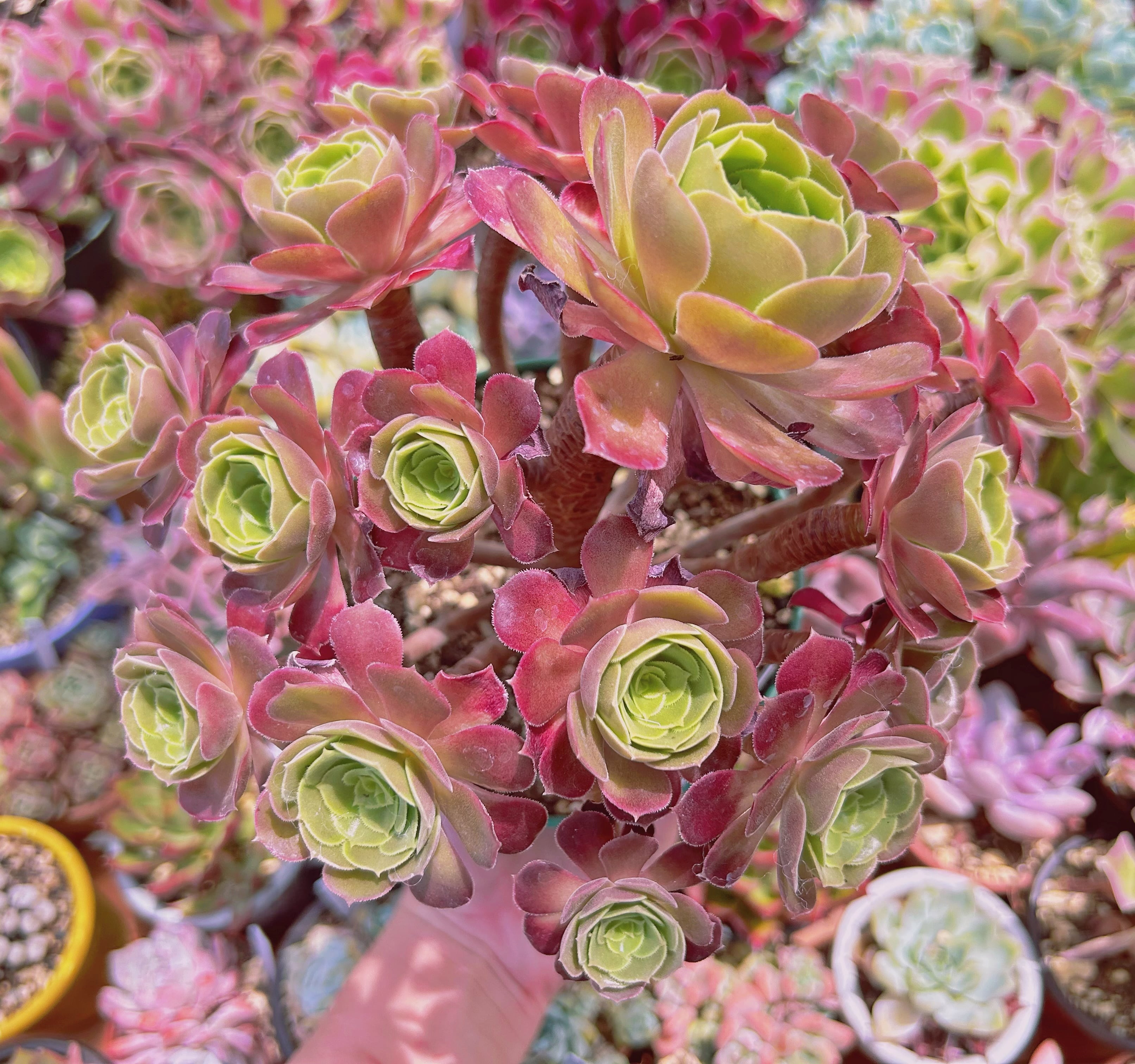 044現物 多肉植物 ローズ法師 特大 抜き苗 | るる農園~多肉植物専門