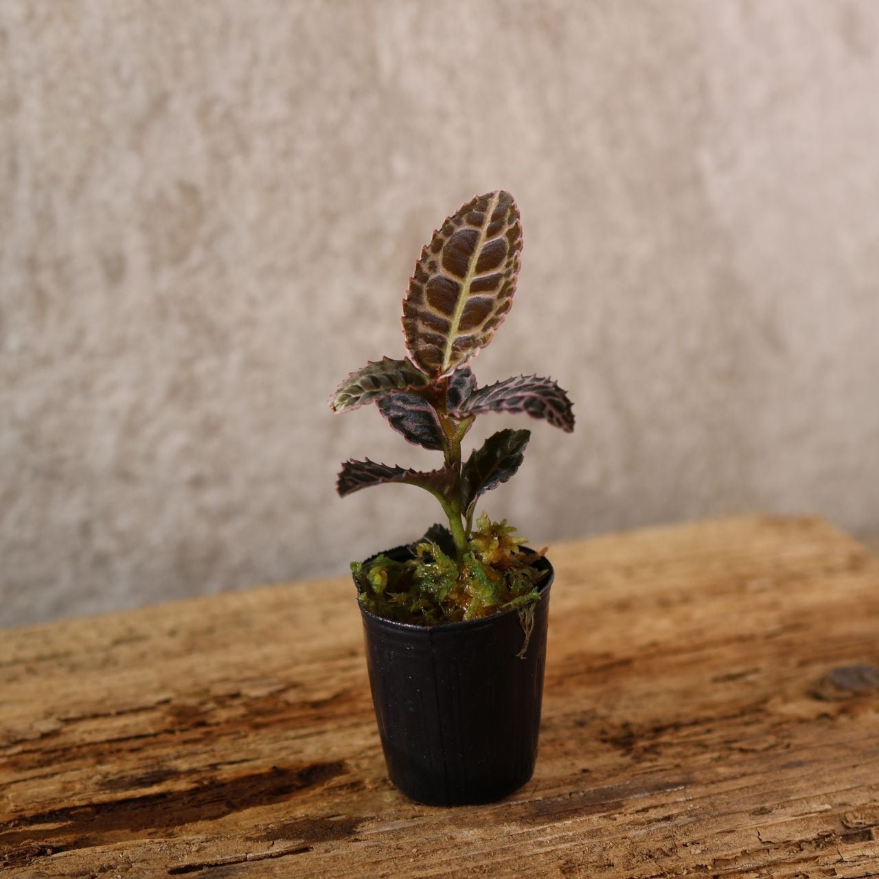 229『ラビシア リアウスマトラ Labisia sp.Riau sumatera』＿観葉植物