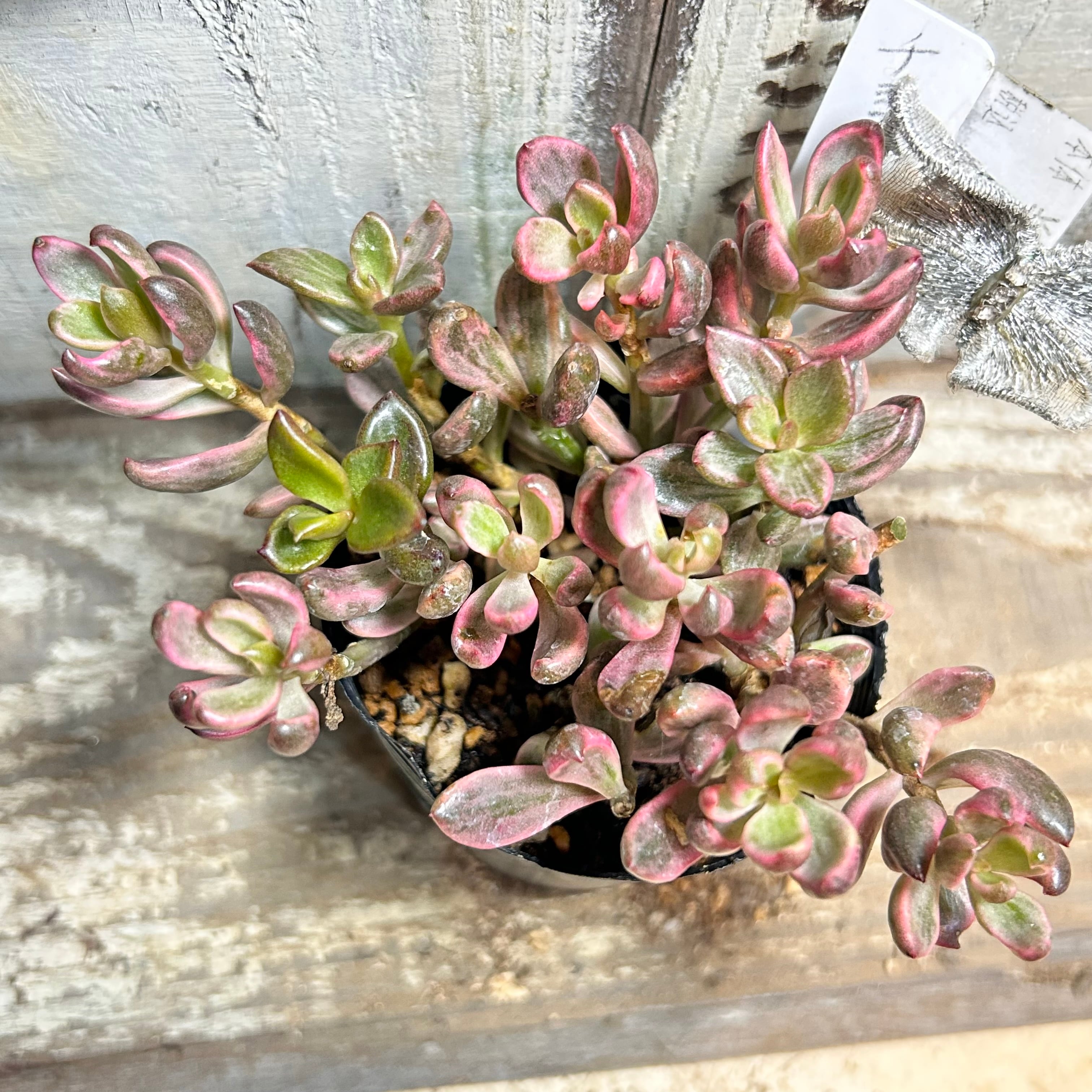 錦 | RuPo 多肉植物専門店