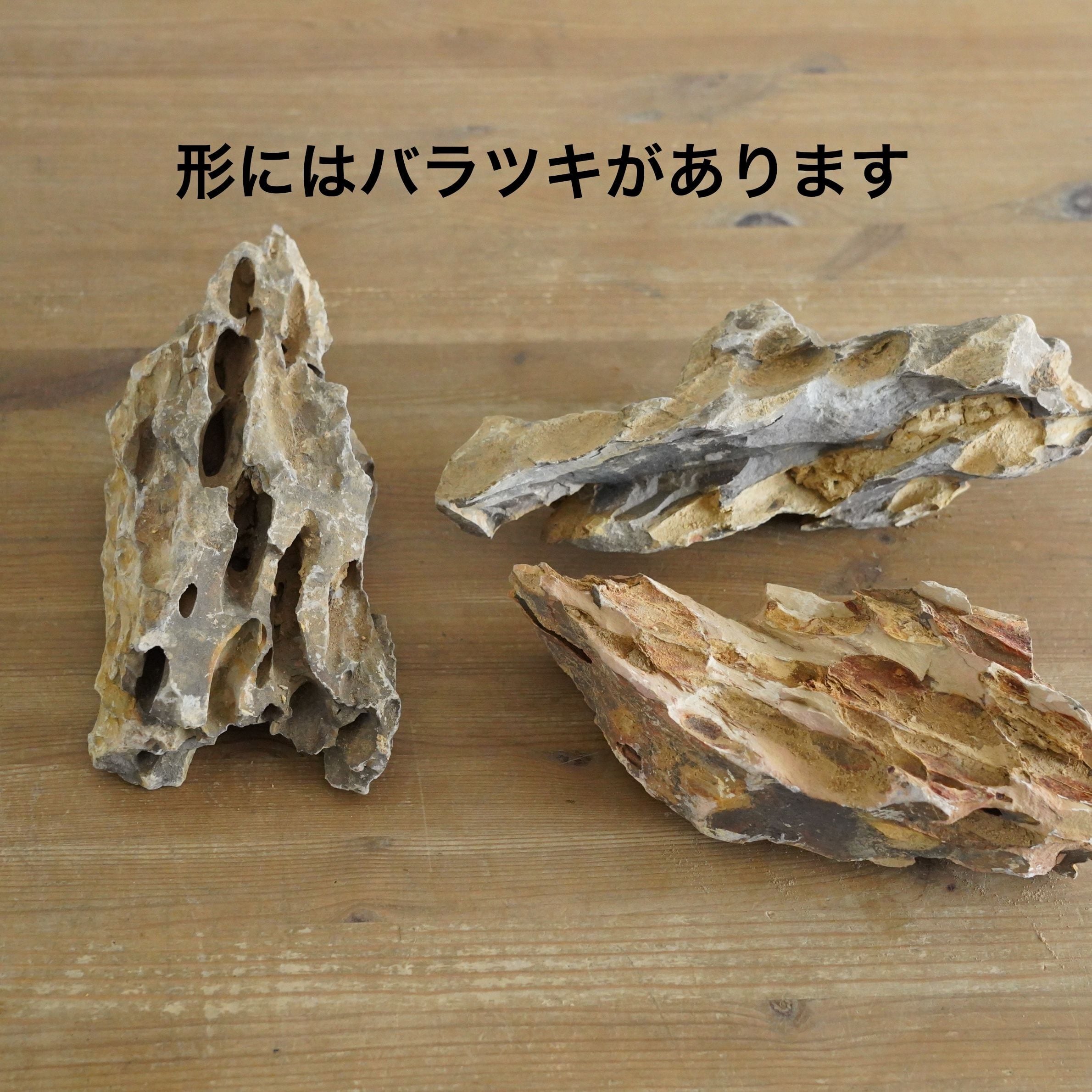 気孔石 特大（20-25㎝）【レイアウト用・着生用】 | 苔テラリウム専門