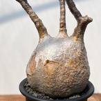 Pachypodium Gracilius【パキポディウム・グラキリス】