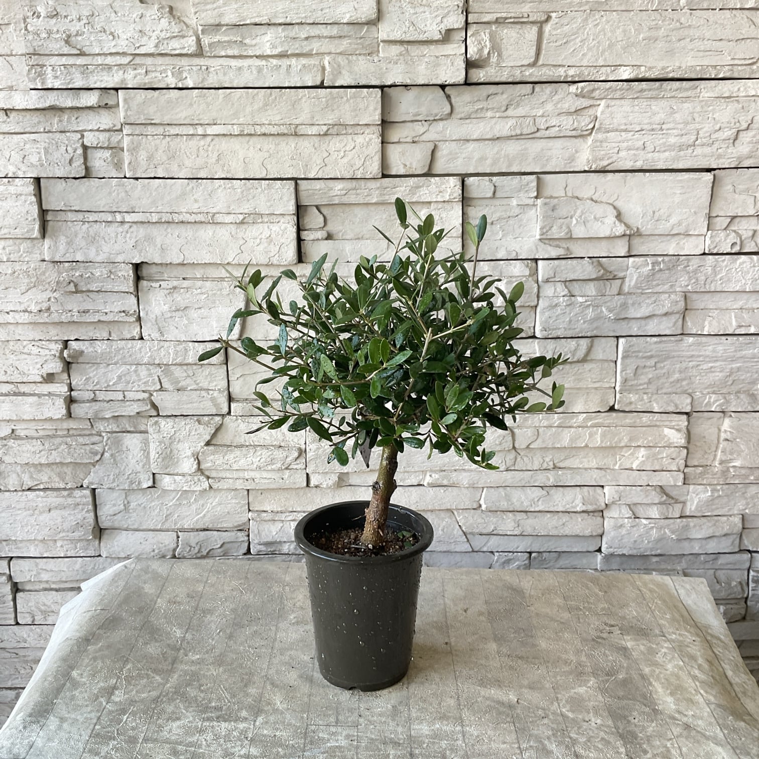 鉢花 | 橋本種苗園