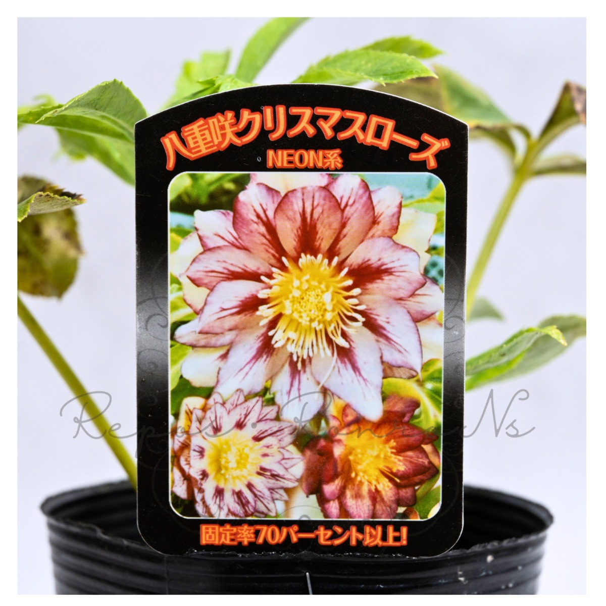 曽田園芸クリスマスローズ：ハイグレード NEON系ダブル（3.5号）実生株
