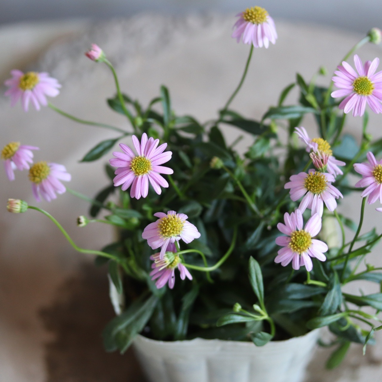 ブラキカム　パシフィックアイランド　ピンク　よく咲くお花　野原のような寄せ植え　自然な感じ　白いお花　寄せ植えにオススメ　宿根草、爽やかな寄せ植えに