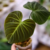 フィロデンドロン エルチョコレッド / Philodendron "El Choco Red"⑫ / 観葉植物<育て方・花言葉>