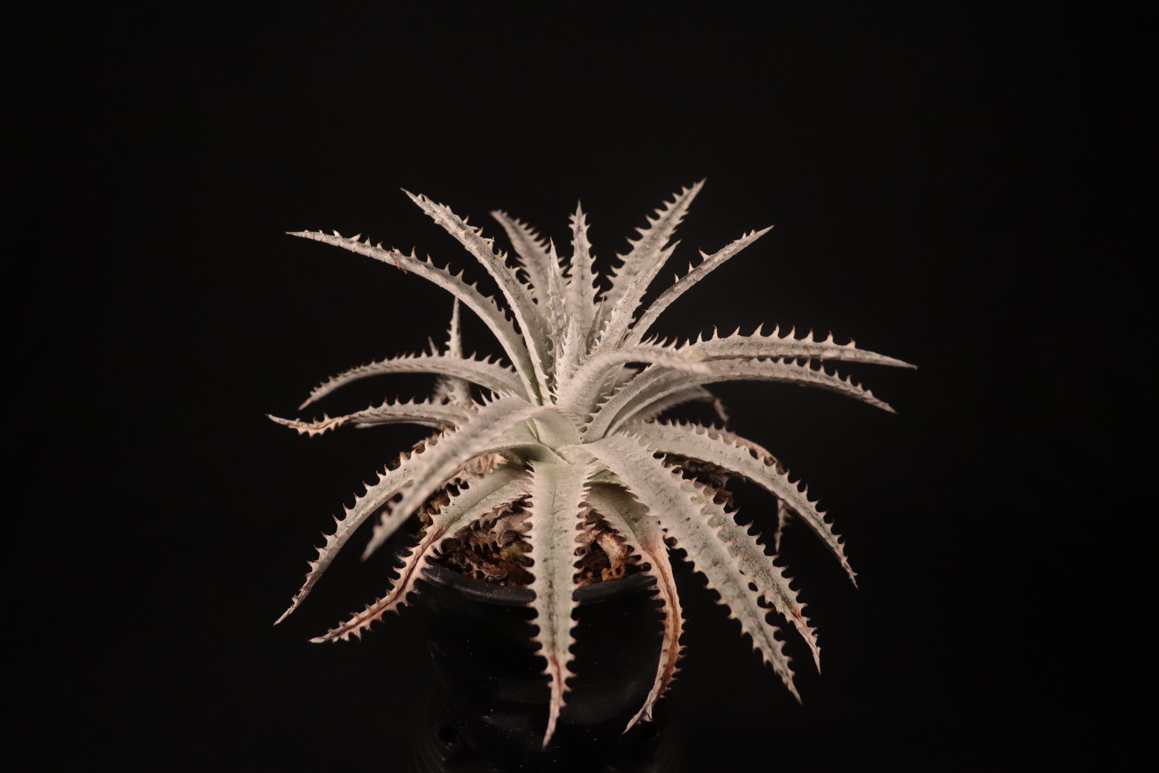 送料無料】Dyckia 'Red and White' x ('Brittle Star' F3 D011 x 送料無料】Dyckia 'Red and White' x ('Brittle Star' F3 D011 x