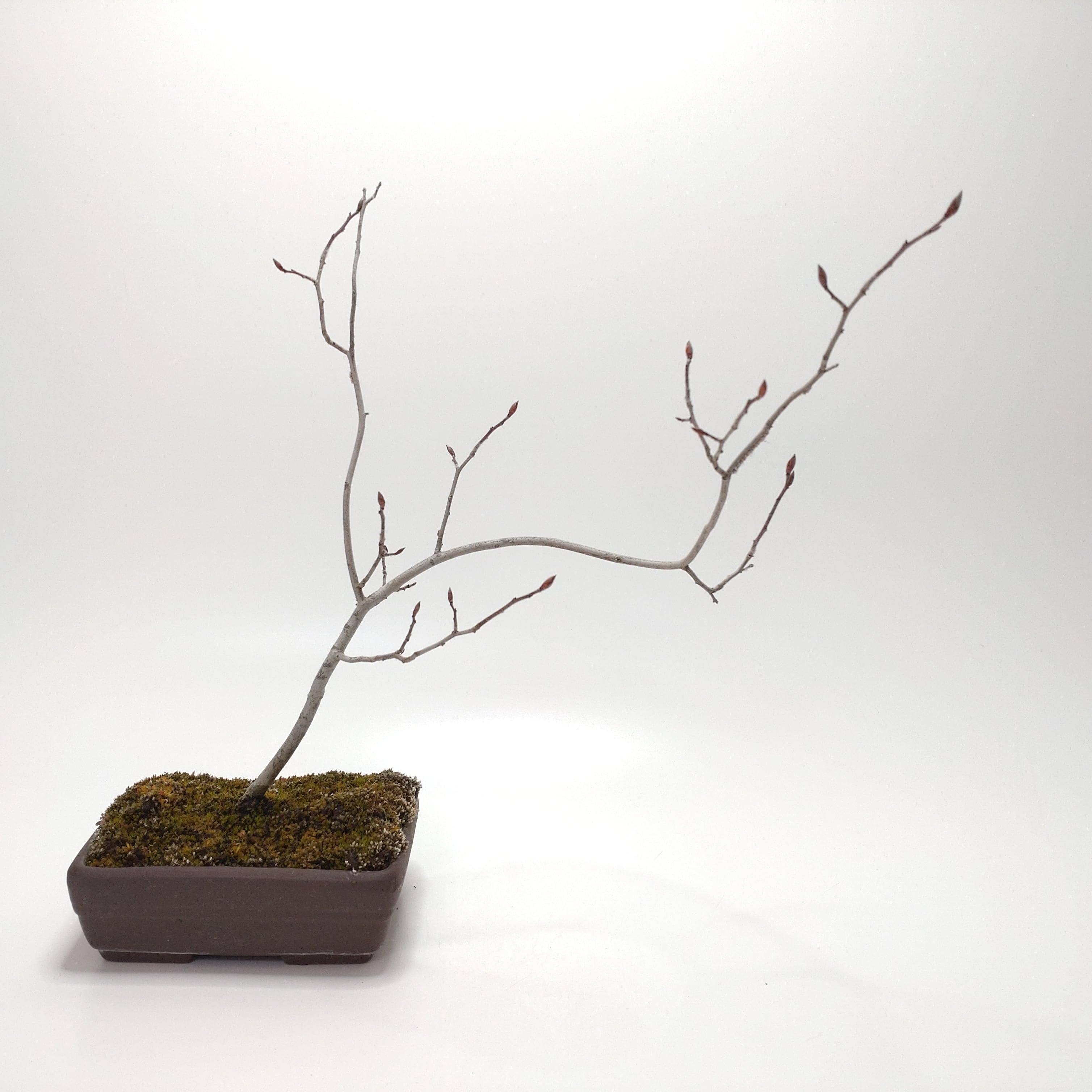 ヤマコウバシ盆栽 SS016 | 盆栽創【Bonsaisou】
