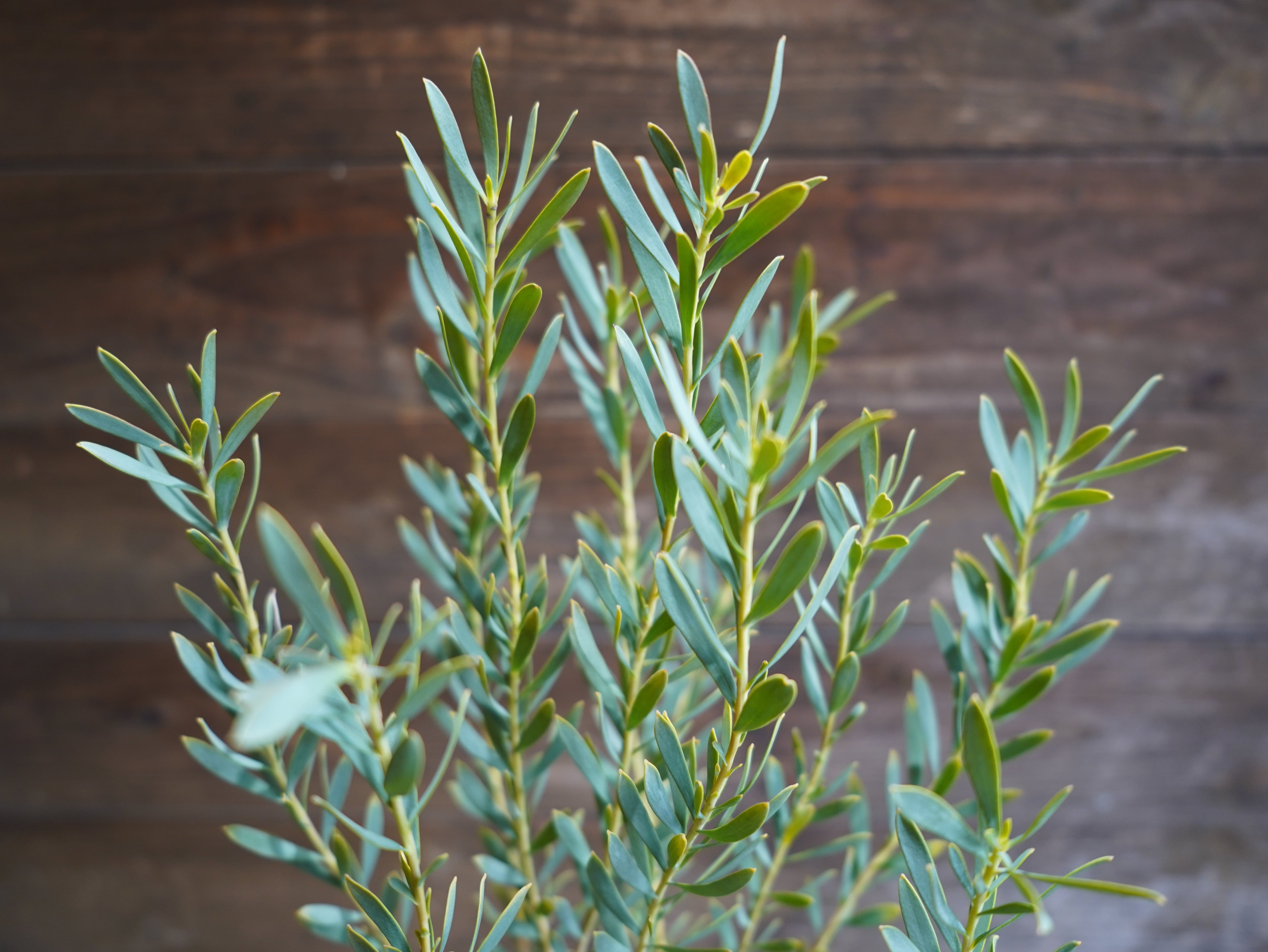 【現物】リューカデンドロン　”Yellow Devil”