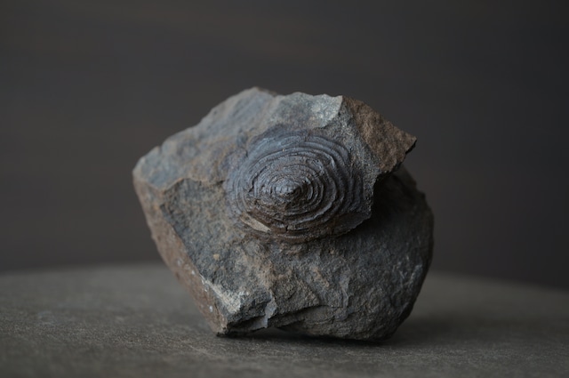 群馬県産ゾウクラゲ化石 Brunonia annulata 1952