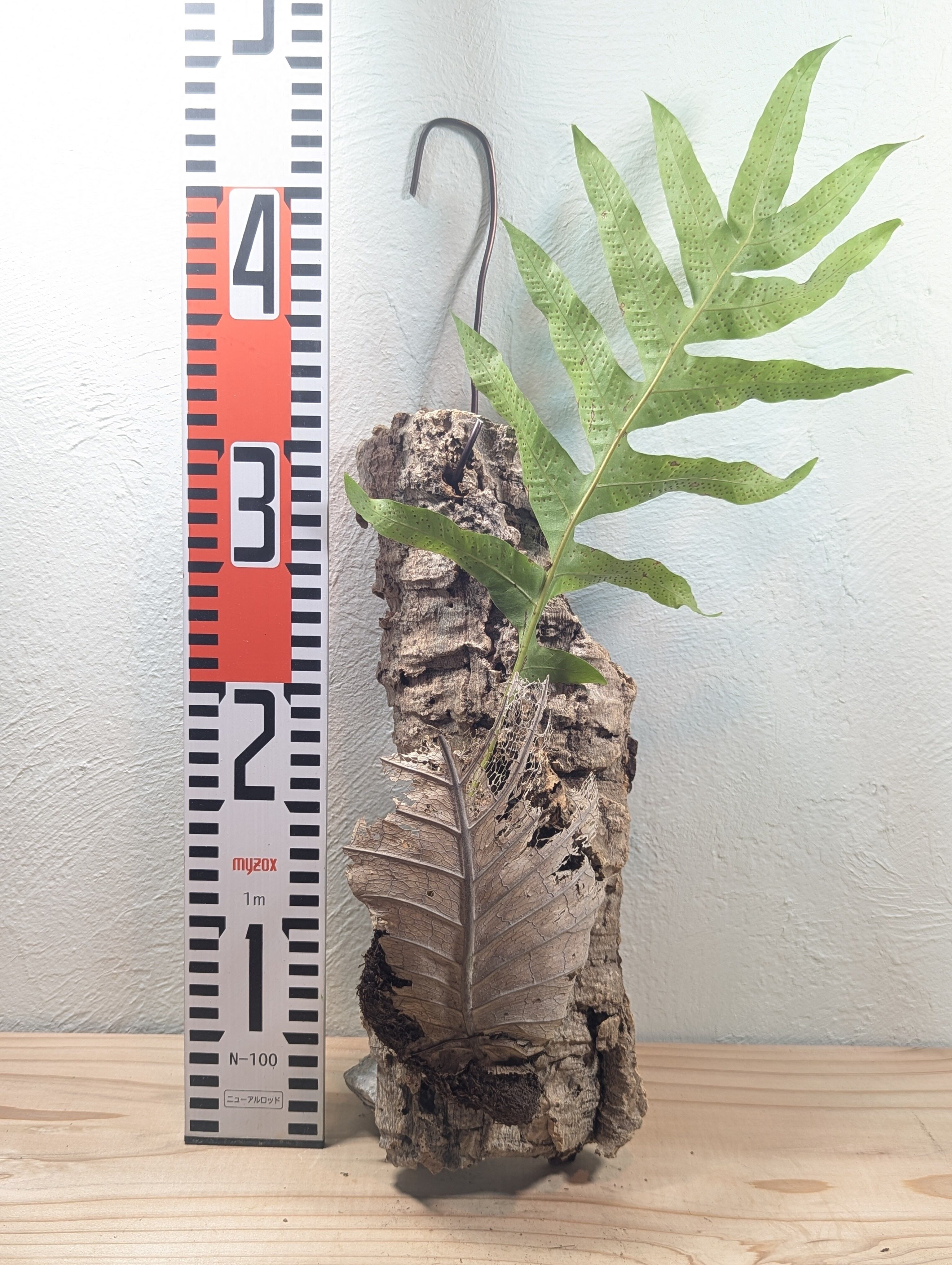 希少】アデニウム・アラビカム モンスター5号 ④ | GREEN Road 植物と