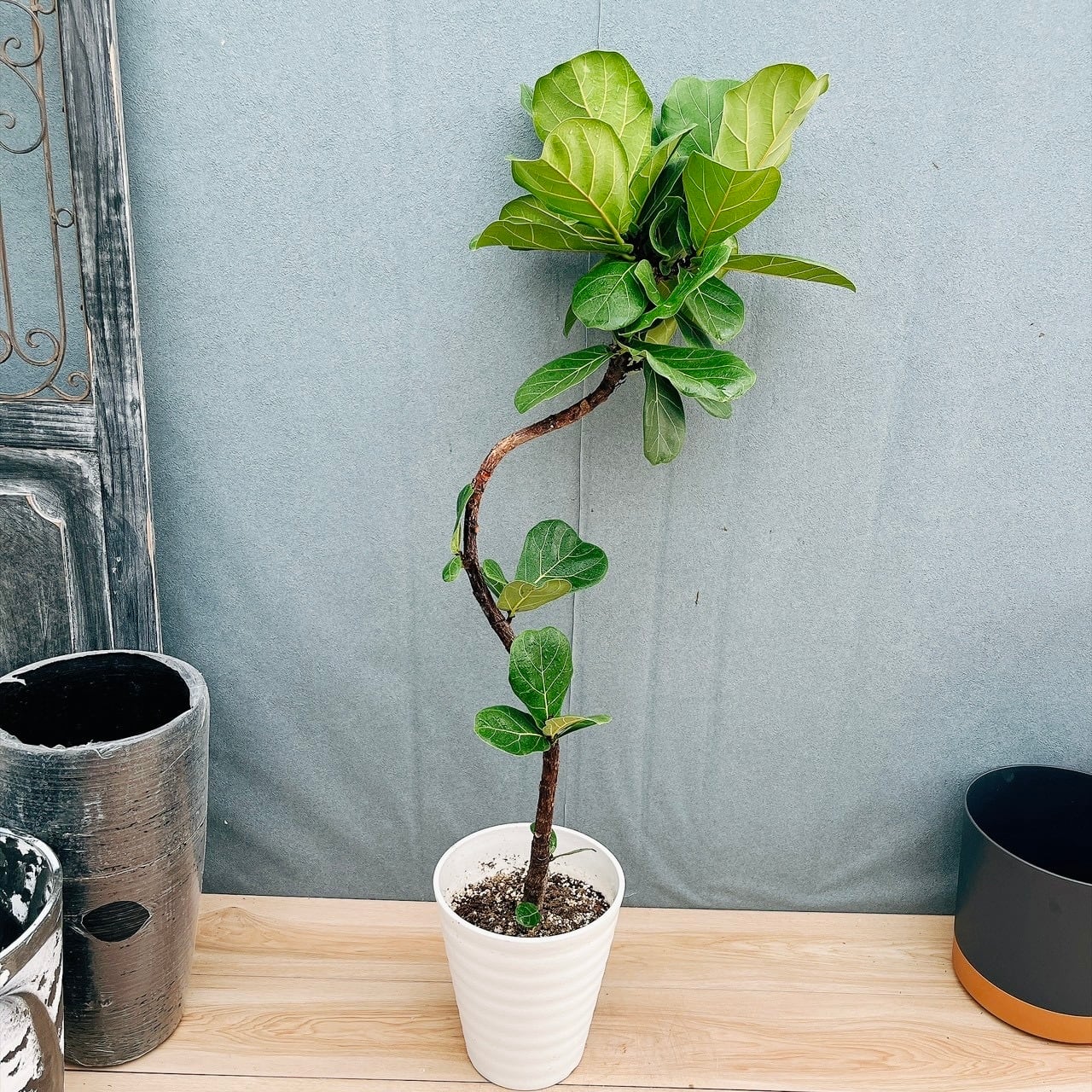 ［現品］3番　カシワバゴムノキ　フィカス　リラータ　曲がり　7号　観葉植物　室内 現品］13番 カシワバゴムノキ フィカス リラータ 曲がり 7号 観葉植物