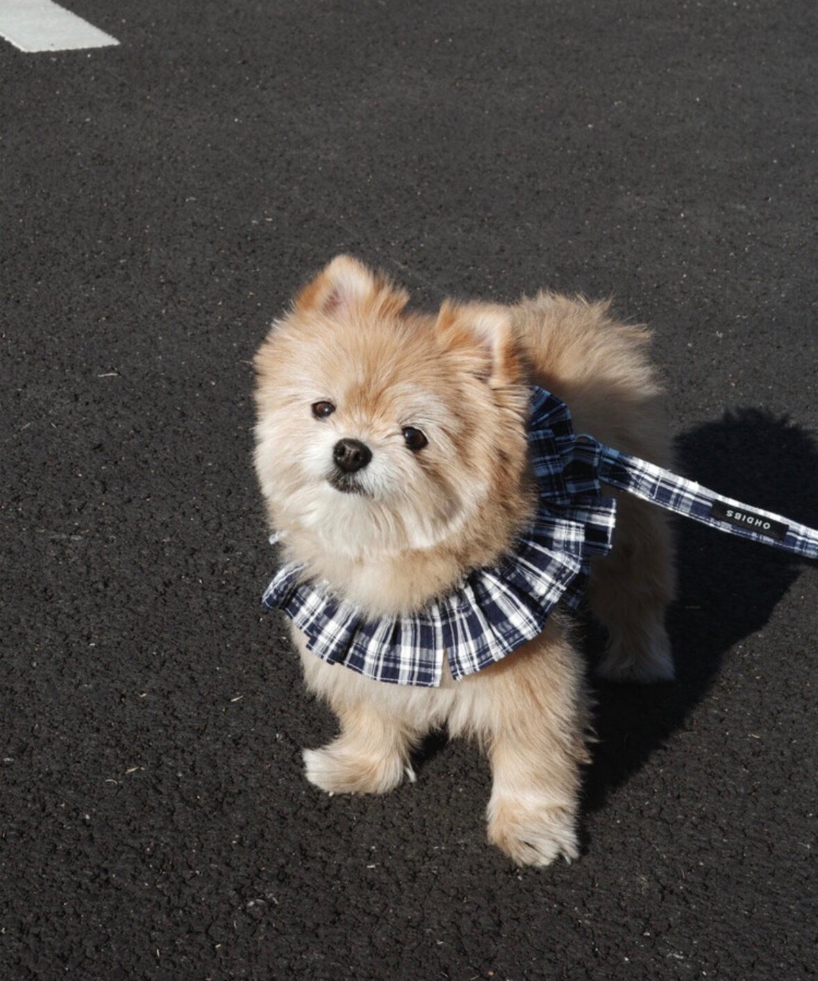 即納ページ【OHDIBS】capeness leash（150cm） | ropet