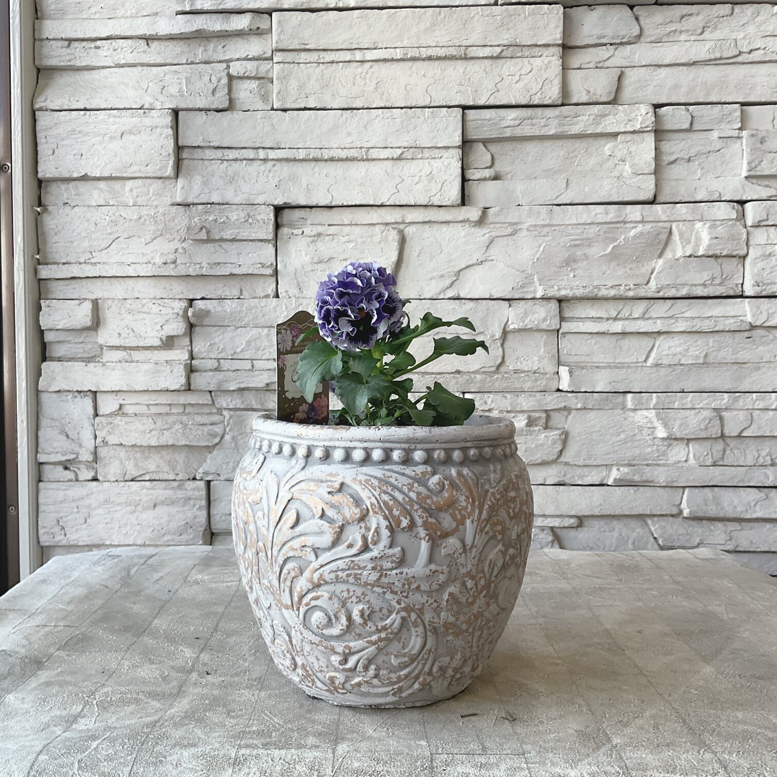 フリル咲きパンジー コライユ 陶器鉢植え | 橋本種苗園