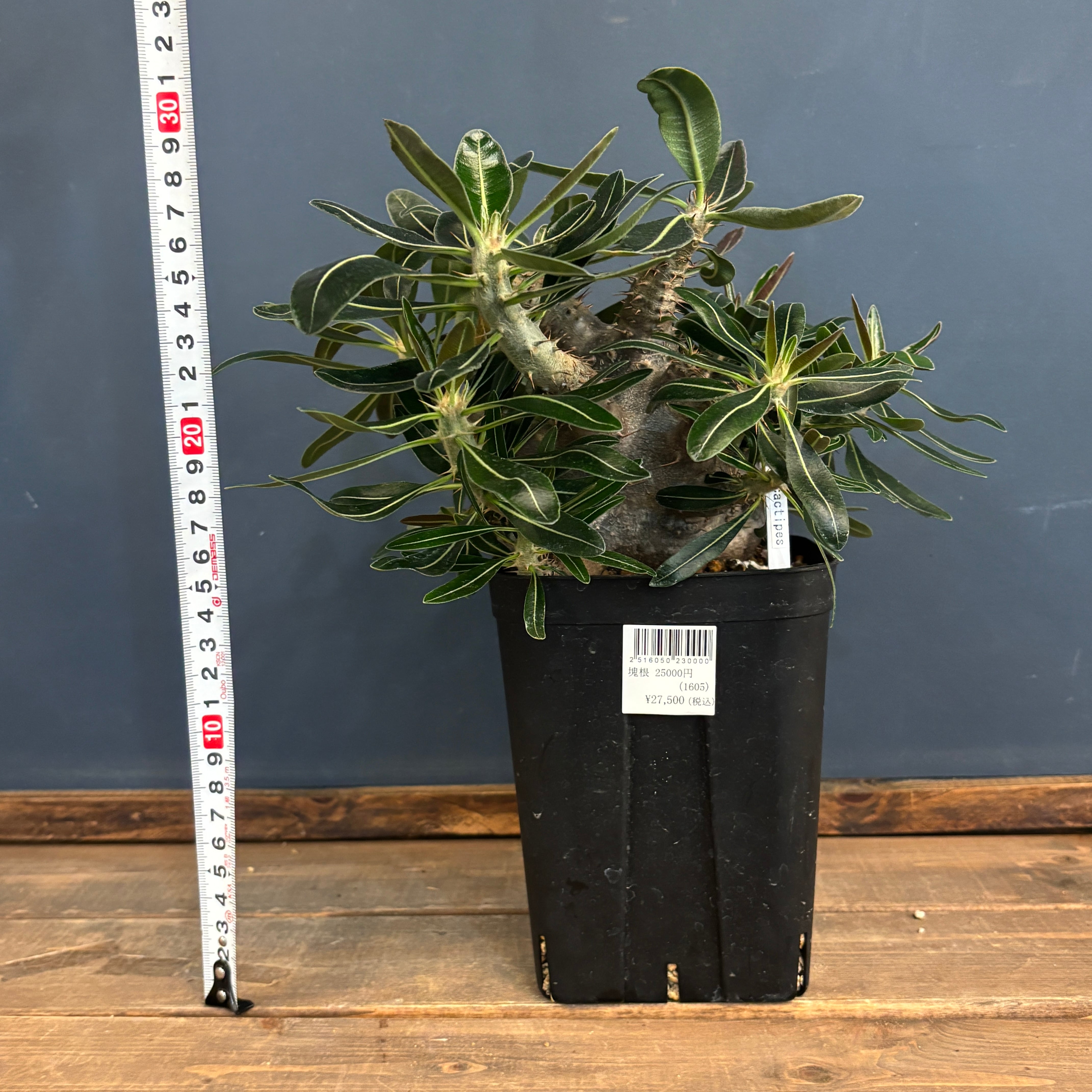 クリアランス】パキポディウム カクチペス【976】 | PROTOLEAF プロト