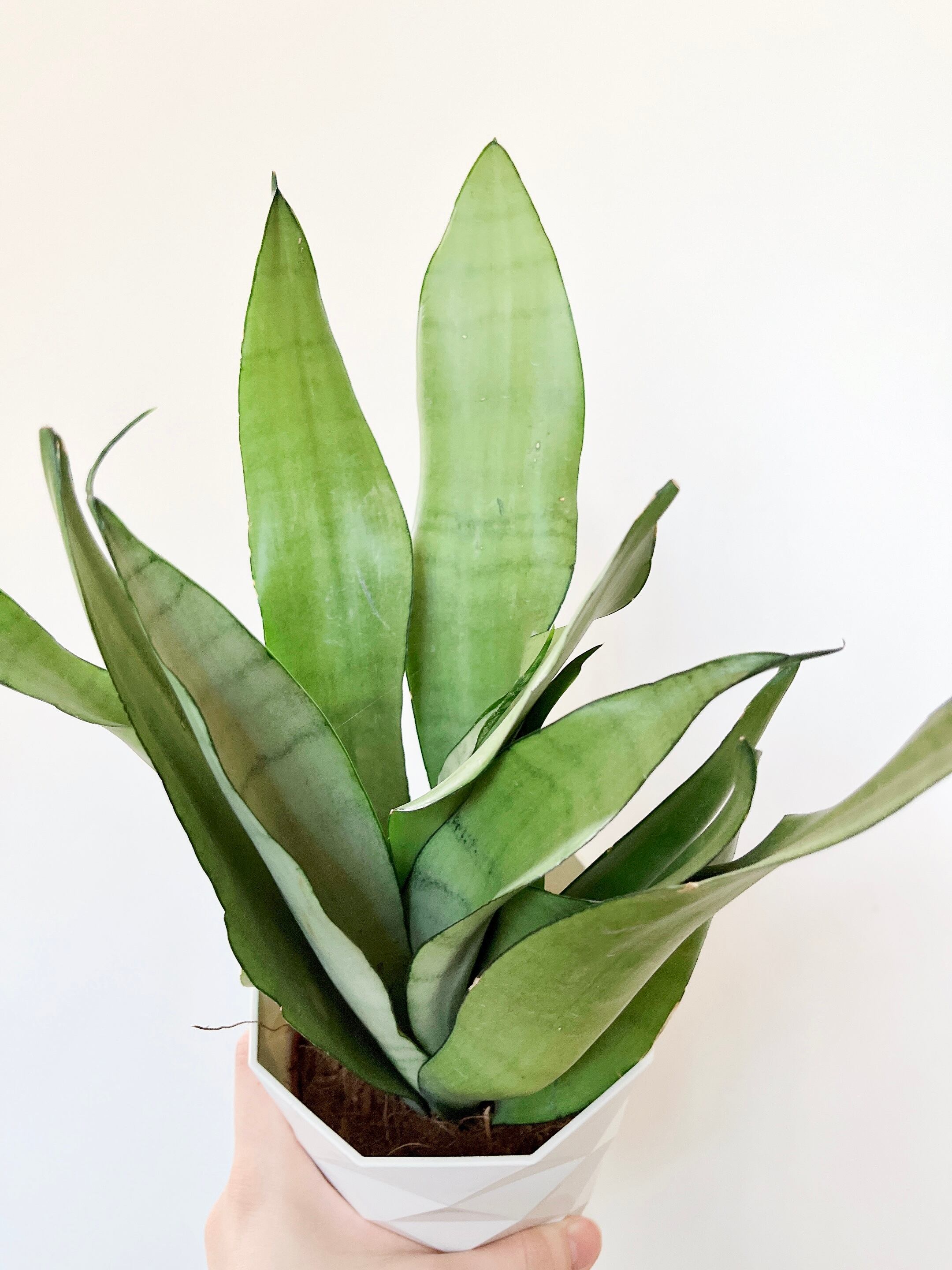 緑*6様 S8858★オークション★ サンスベリア ムーンシャイン スプラッシュ Amazon.co.jp: 超種 サンスベリア ムーンシャイン ブラジリアン