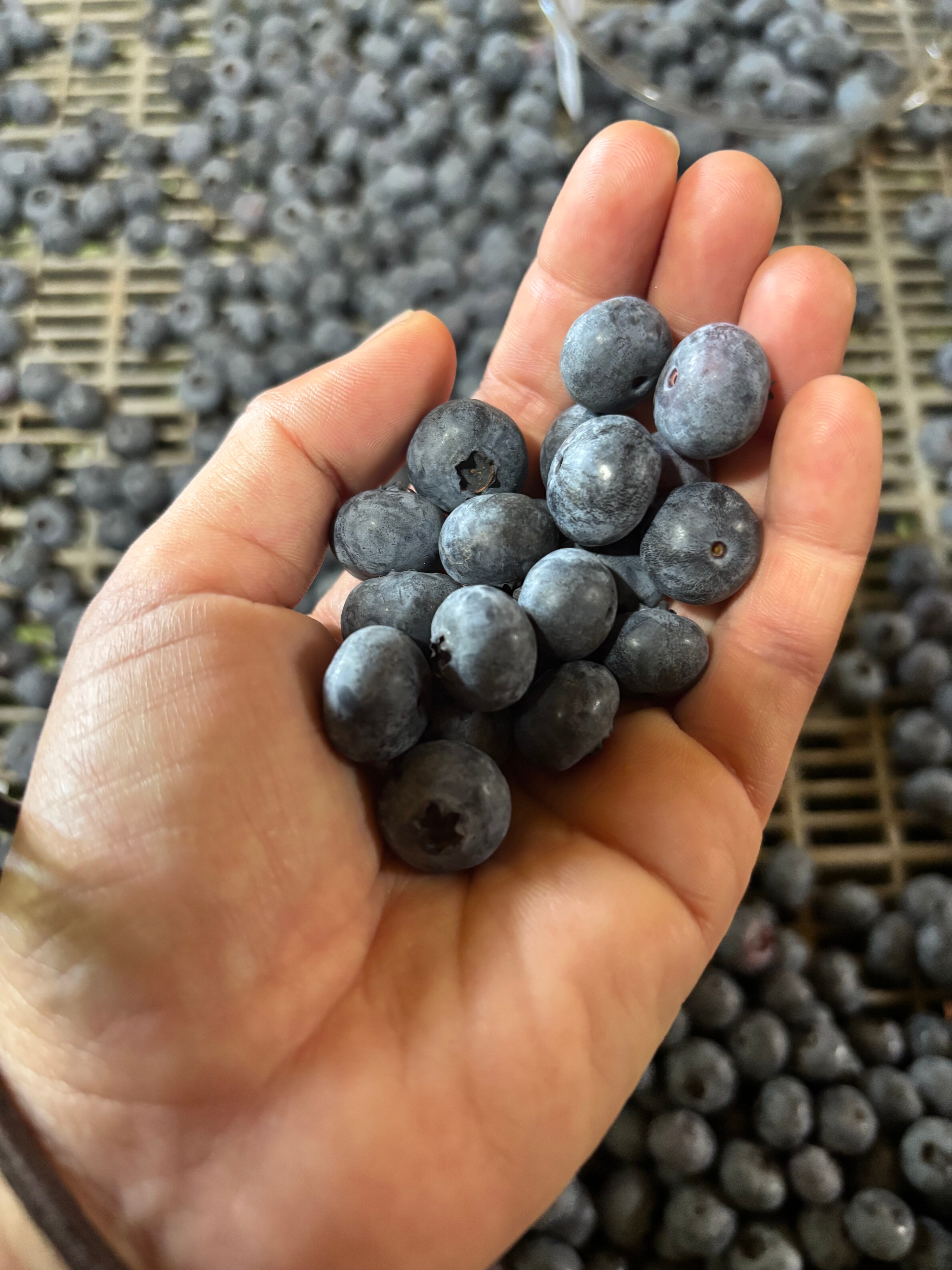 品種（完熟）エリオット2kg 冷凍ブルーベリー無肥料無農薬 | りくんこ