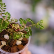 Phyllanthus urinaria 'Pink Variegated' / フィランサス・ウリナリア ピンク斑入り②