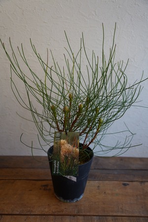 ペトロフィルエリシフォリア④