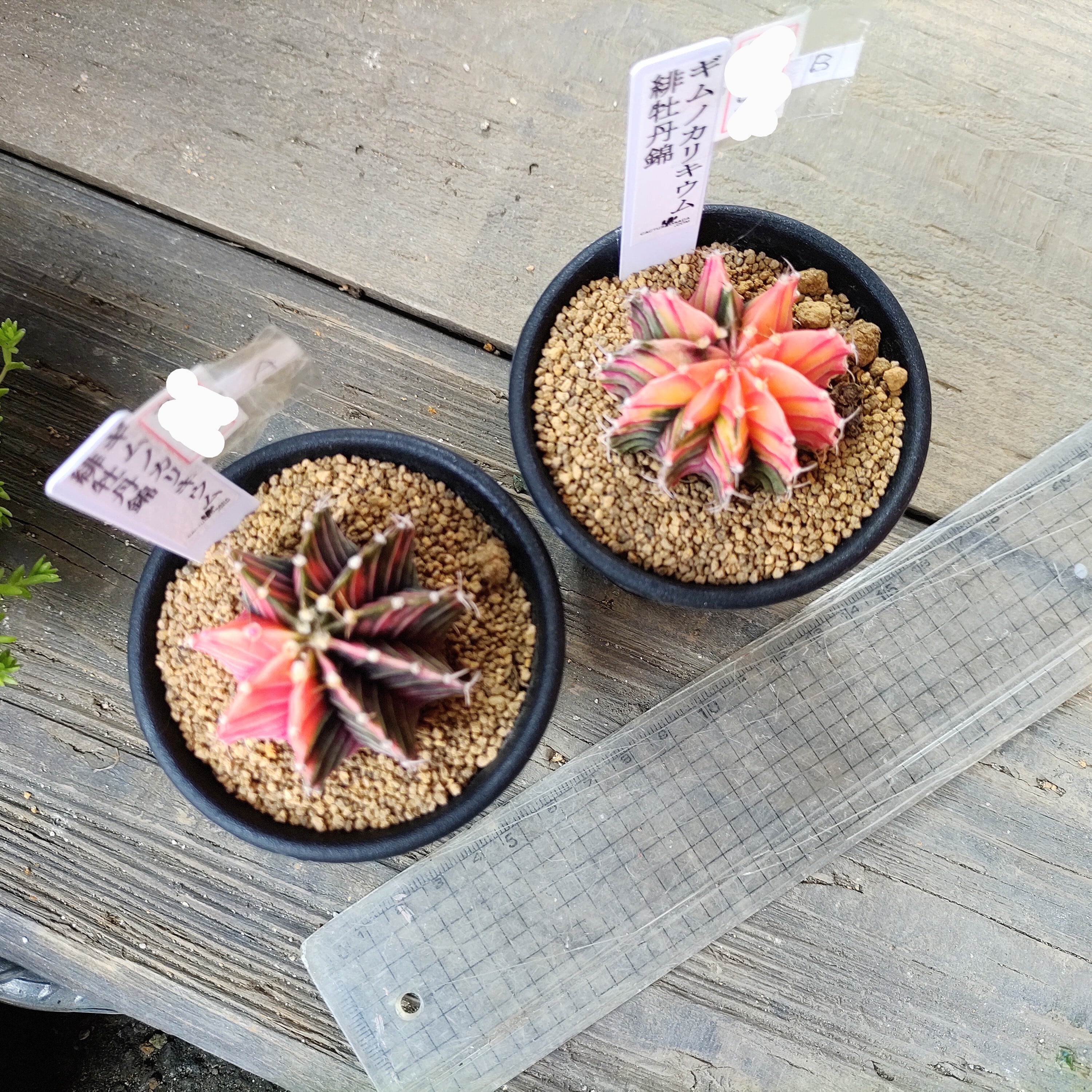 ギムノカリキウム 緋牡丹錦 A | RuPo 多肉植物専門店