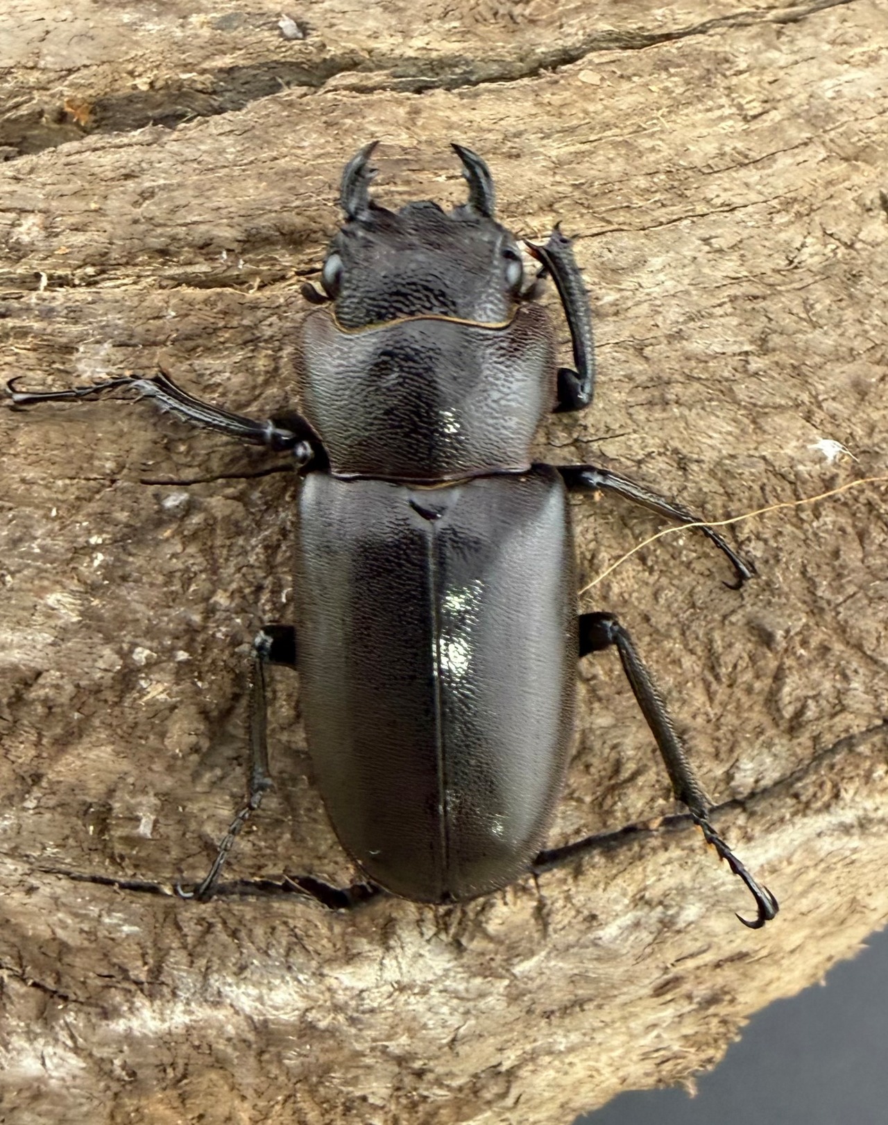 メタリフェルホソアカ亜種finae 86.5mm ペア》