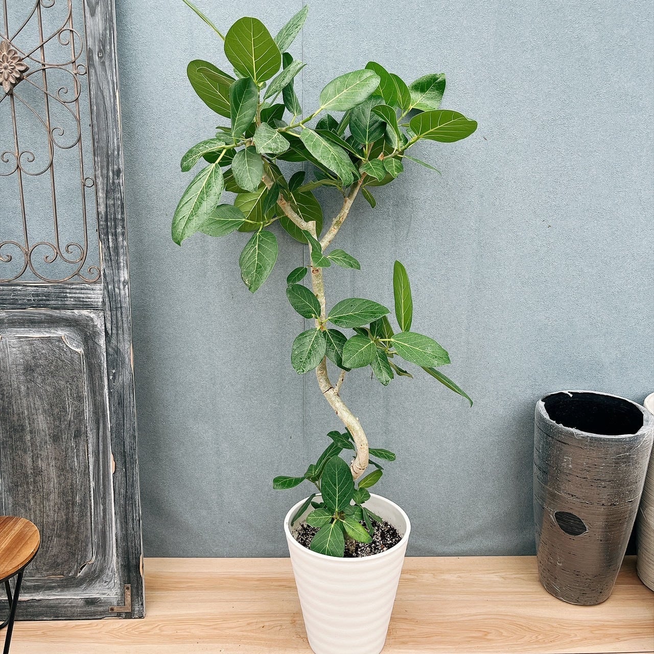 現品］F フィカス エラスティカ ソフィア 曲がり 8号 観葉植物 室内