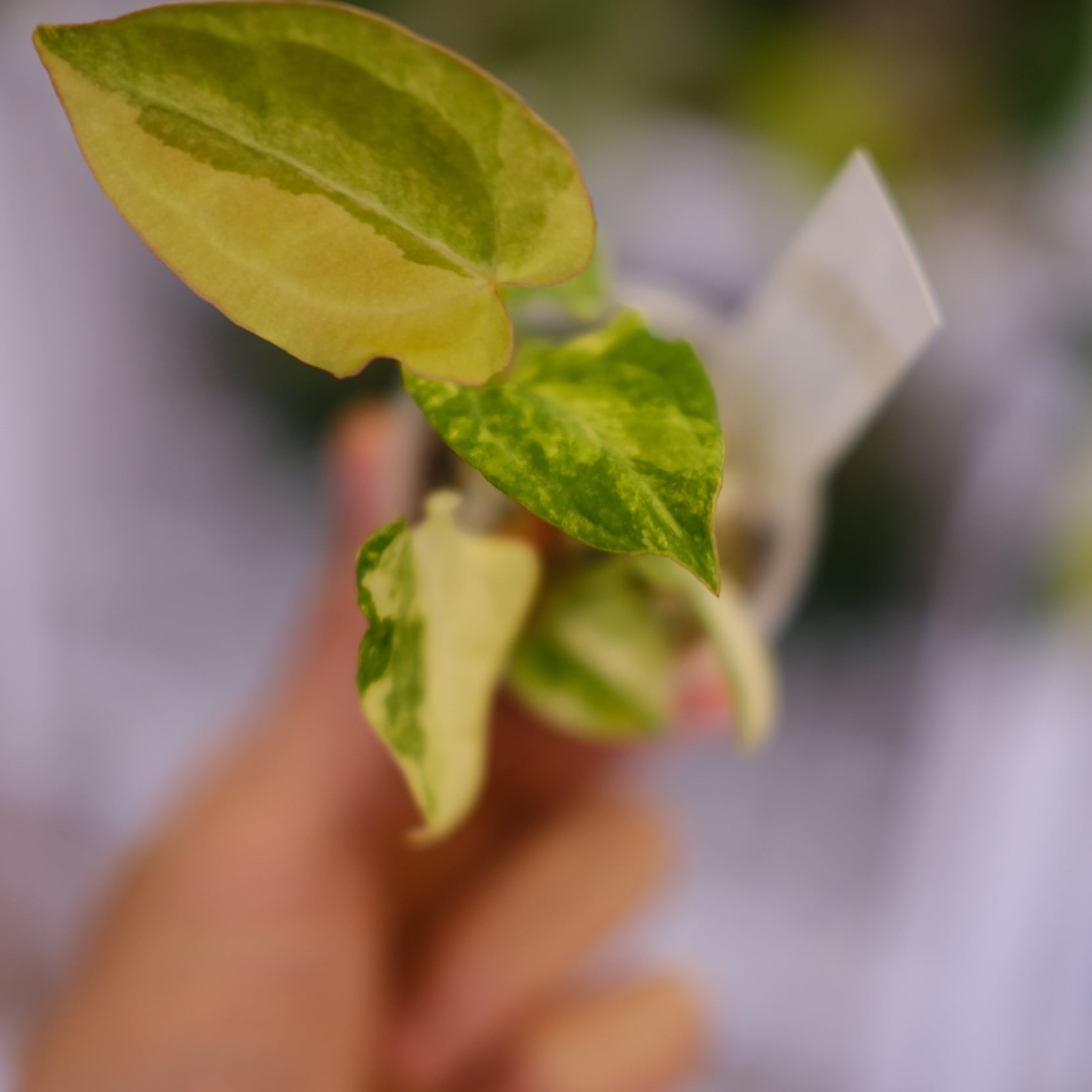 希少】Anthurium Yellow Bell × Red Chocolate│観葉植物