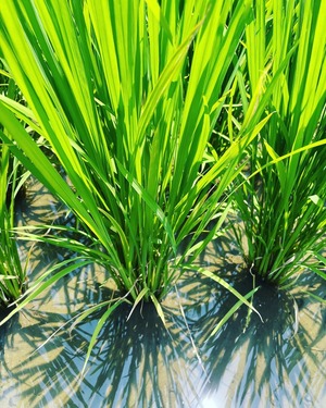 【新米】大自然米【10kg】玄米