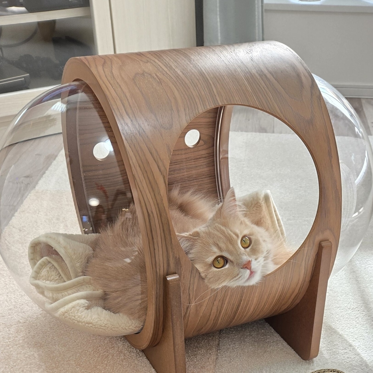 ※残りわずか【MYZOOコラボ福袋】宇宙船ベッドalpha（ウォルナット）7,000円以上お得！,人気おやつ,ウェットフード