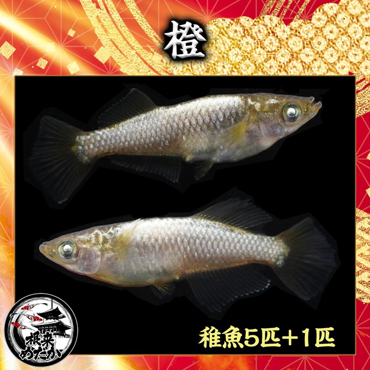 5匹＋補償1匹】橙 （西郷めだか様直系） | メダカ専門店 根来めだか