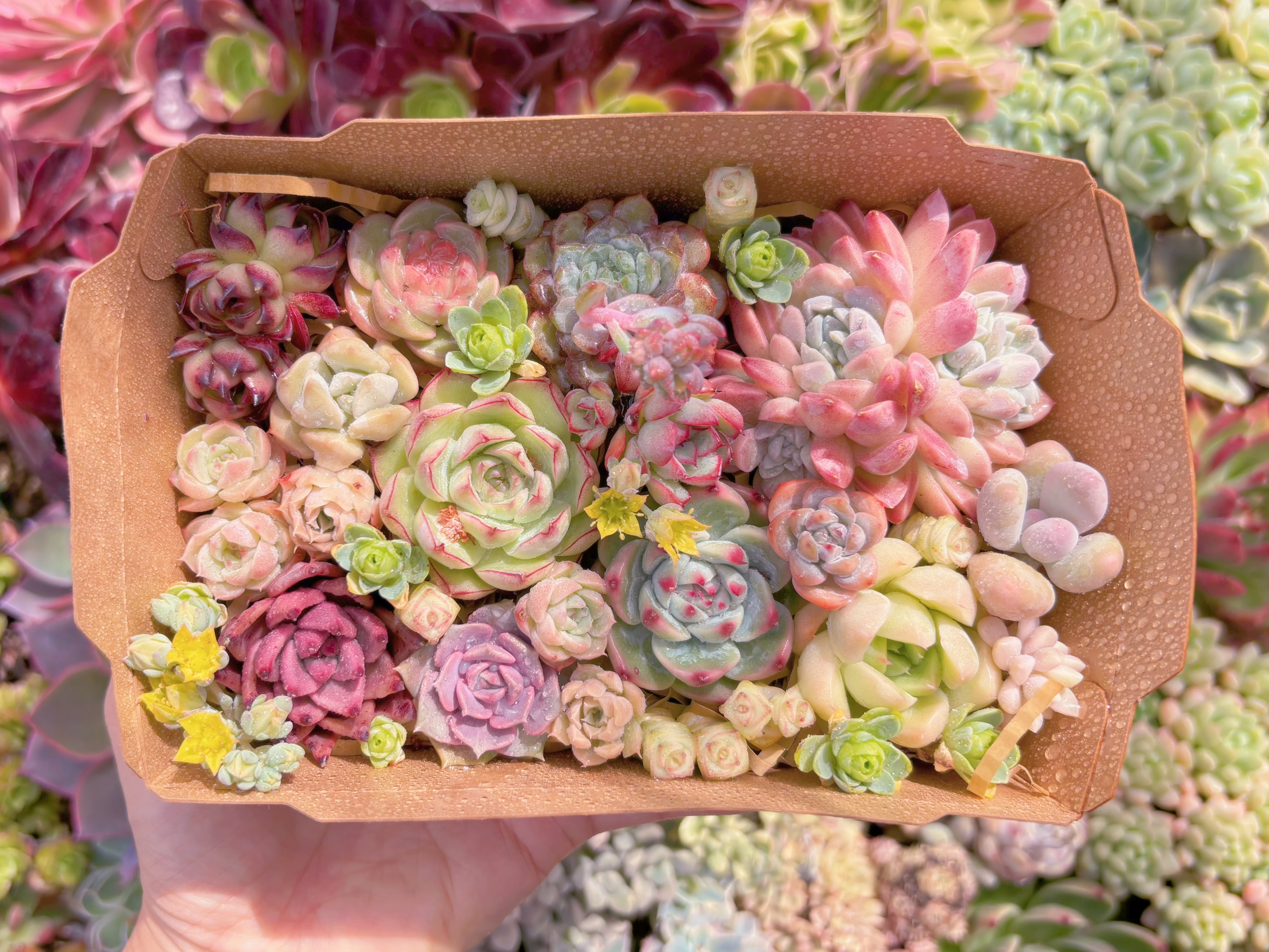 現品　寄せ植えセット#F052　17×4.5×11.5cm　るる農園