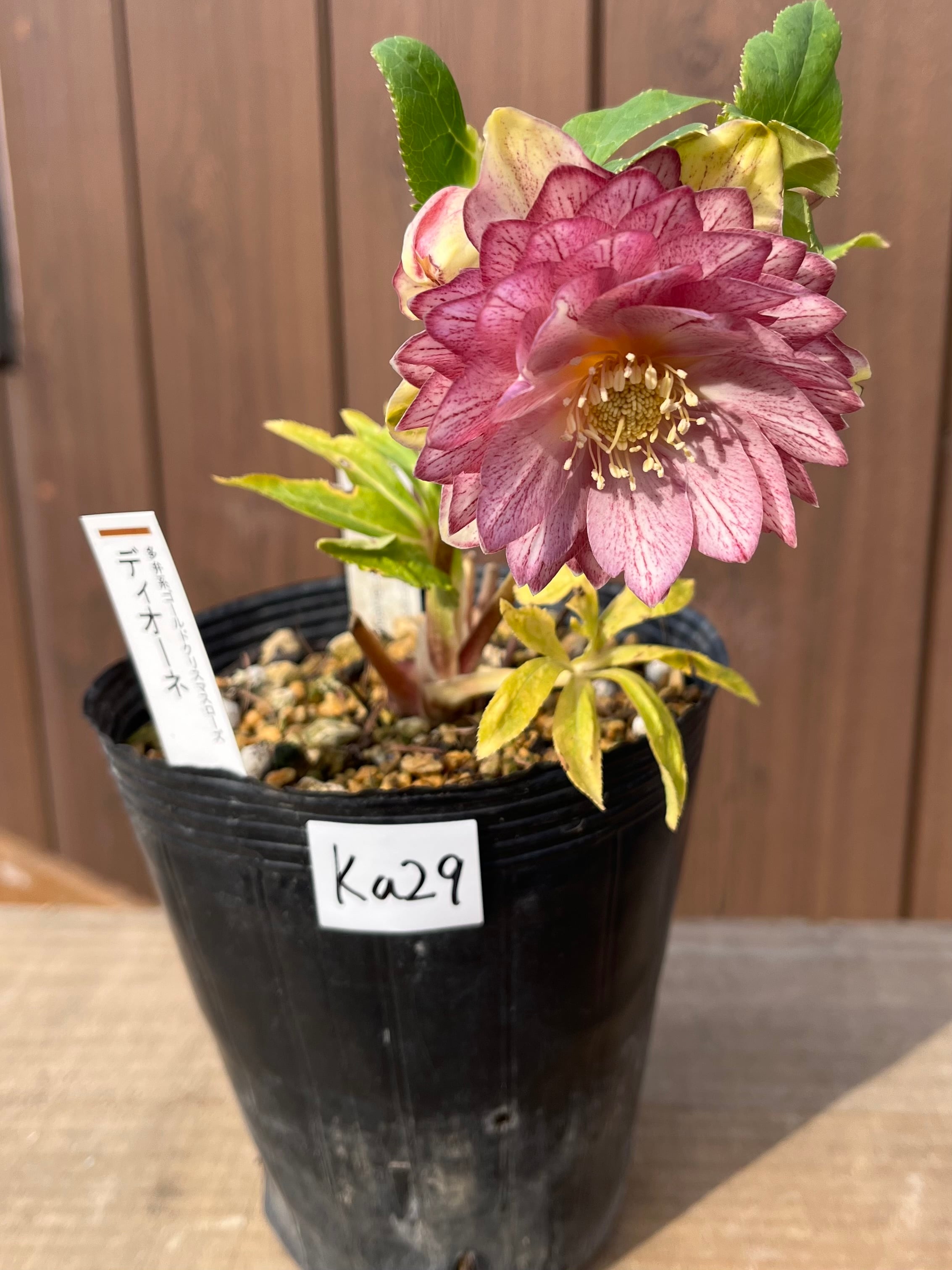 花入3点 花入3点 人面壷と花 花入3点 Amazon.co.jp: ZX ゼクス 【花住まいの