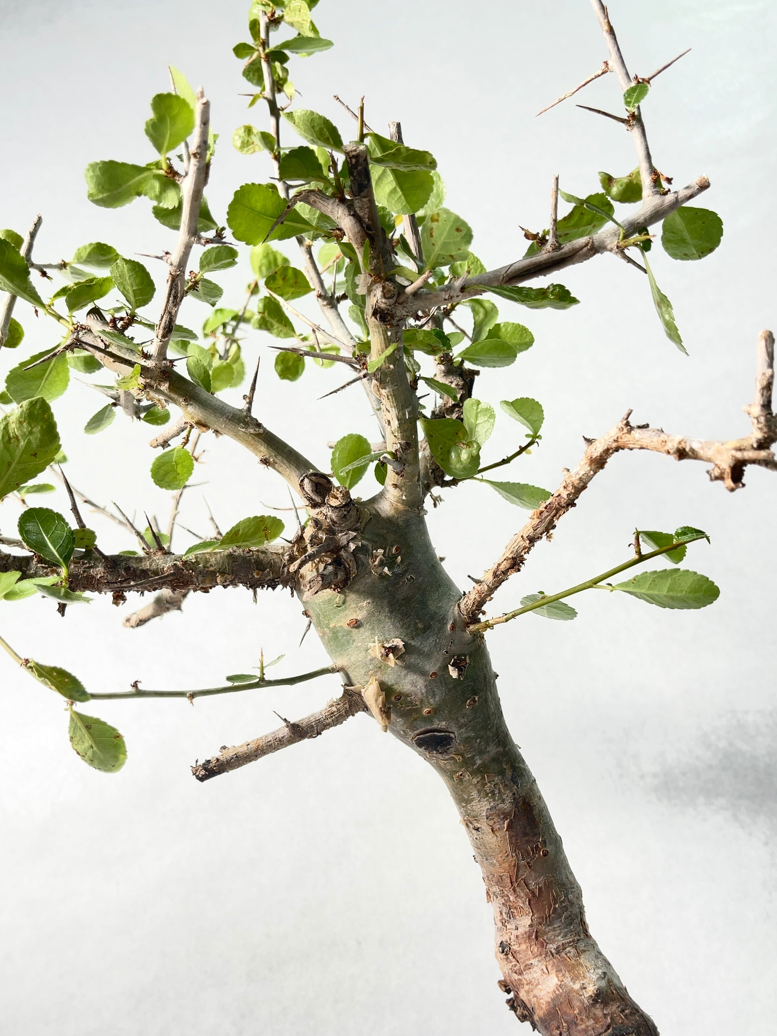 bon25です コミフォラ エミニー bon25です コミフォラ エミニー コミフォラ・エミニー | trigger