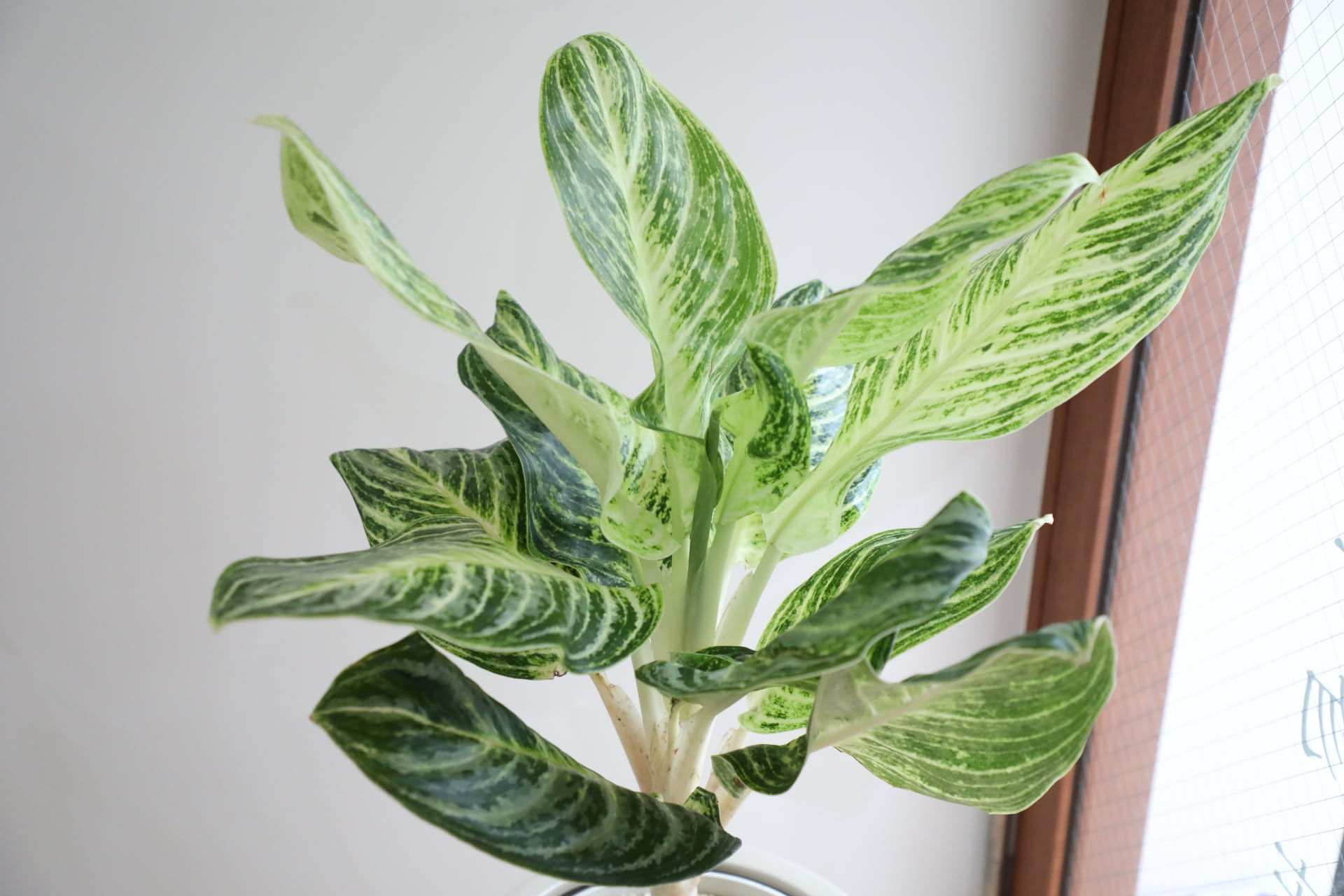 アグラオネマ M】アグラオネマ セームスブ/Aglaonema | 【厳選植物・器】MIDORI