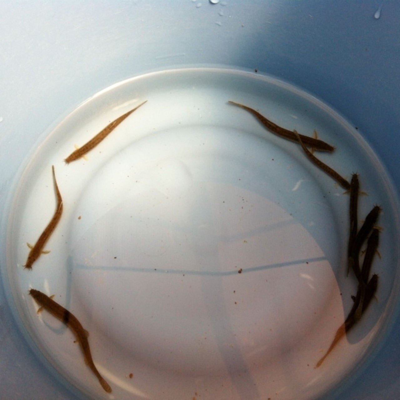 （淡水魚）ドジョウ　（1匹）【生体】