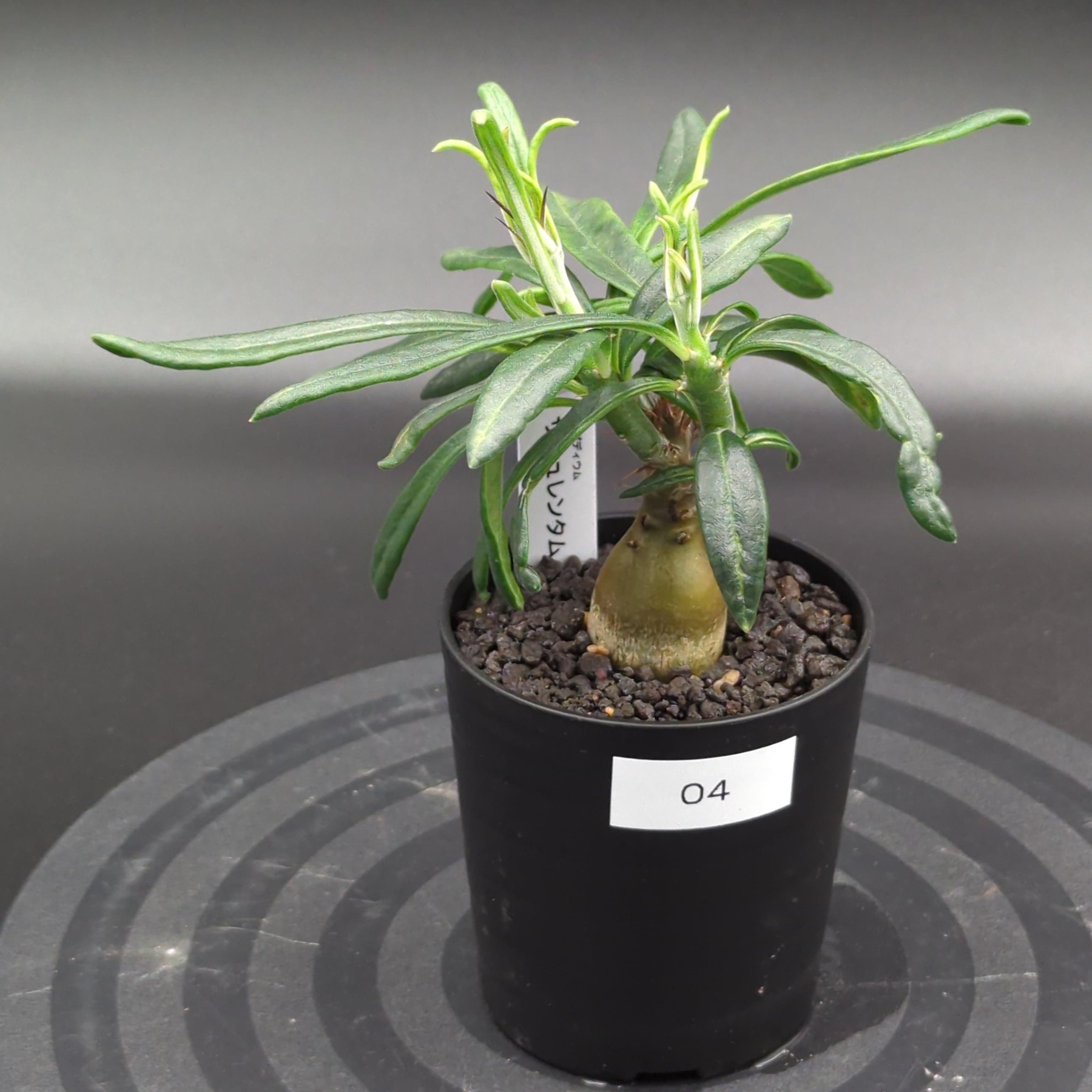 パキポディウム　グラキリス　サキュレンタム接ぎ　1株 パキポディウム グラキリス サキュレンタム接ぎ 1株 播種記録