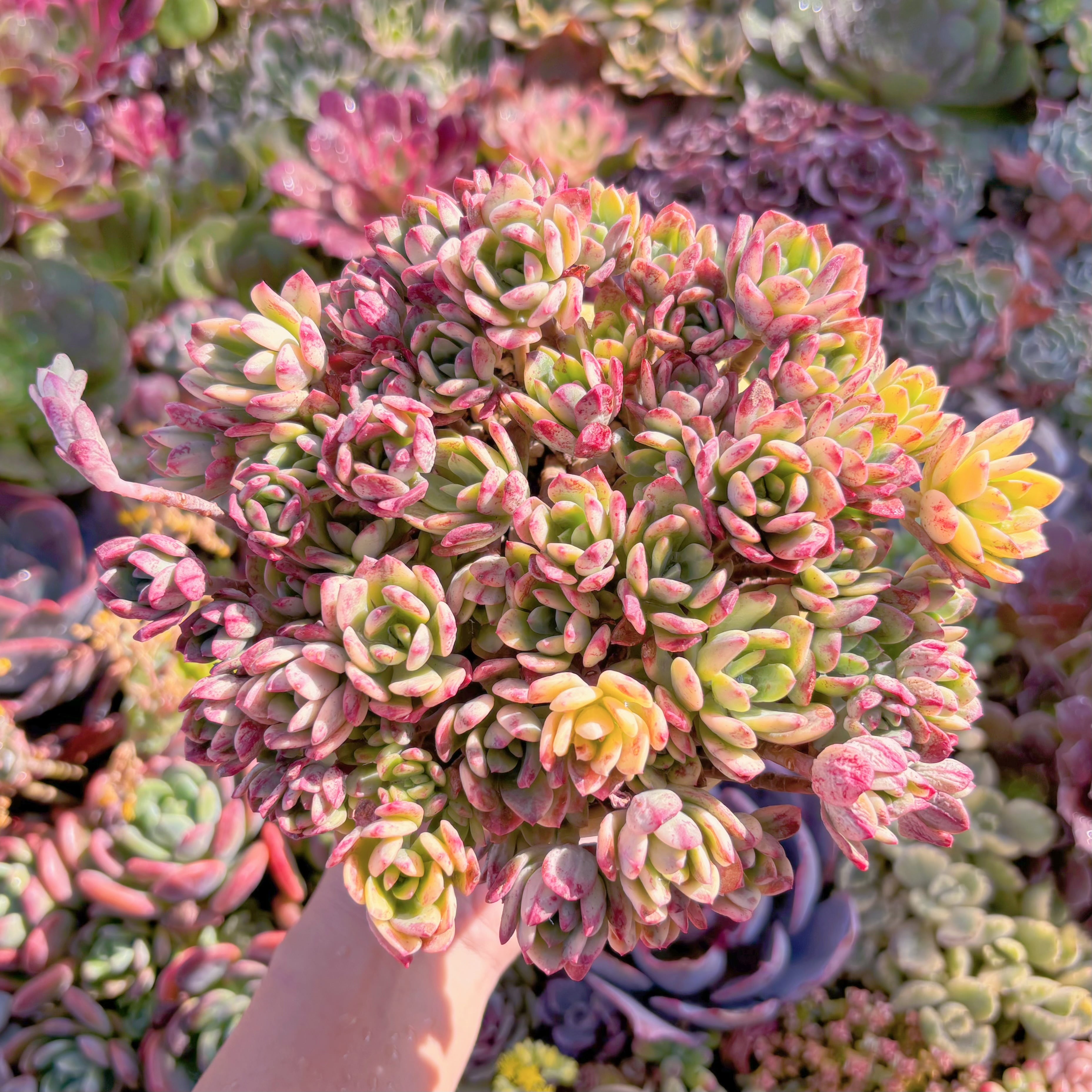 現品　ミニベル錦(黄斑)#A051　るる農園