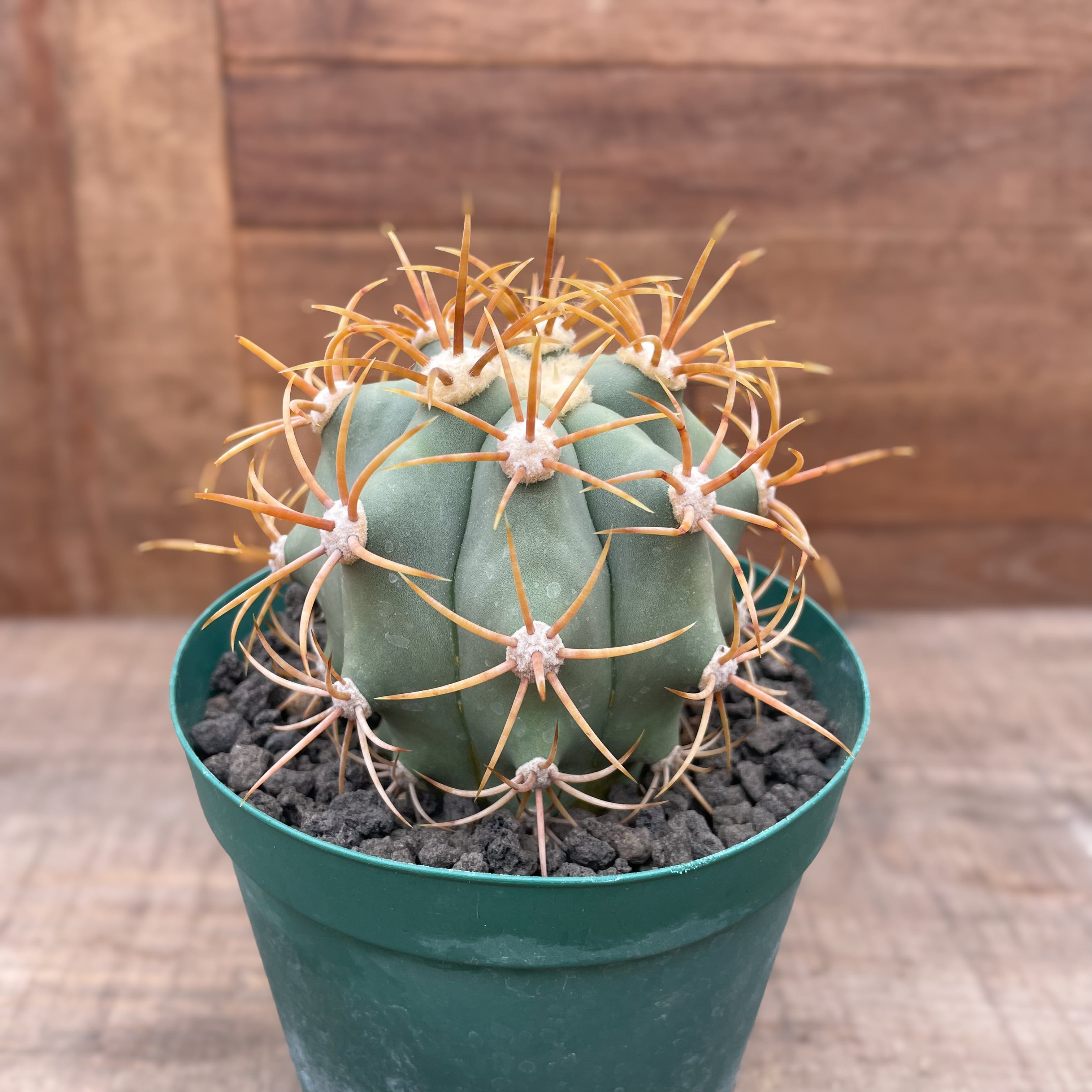 Ferocactus diguetii var.carmenensis【フェロカクタス・カルメン玉 
