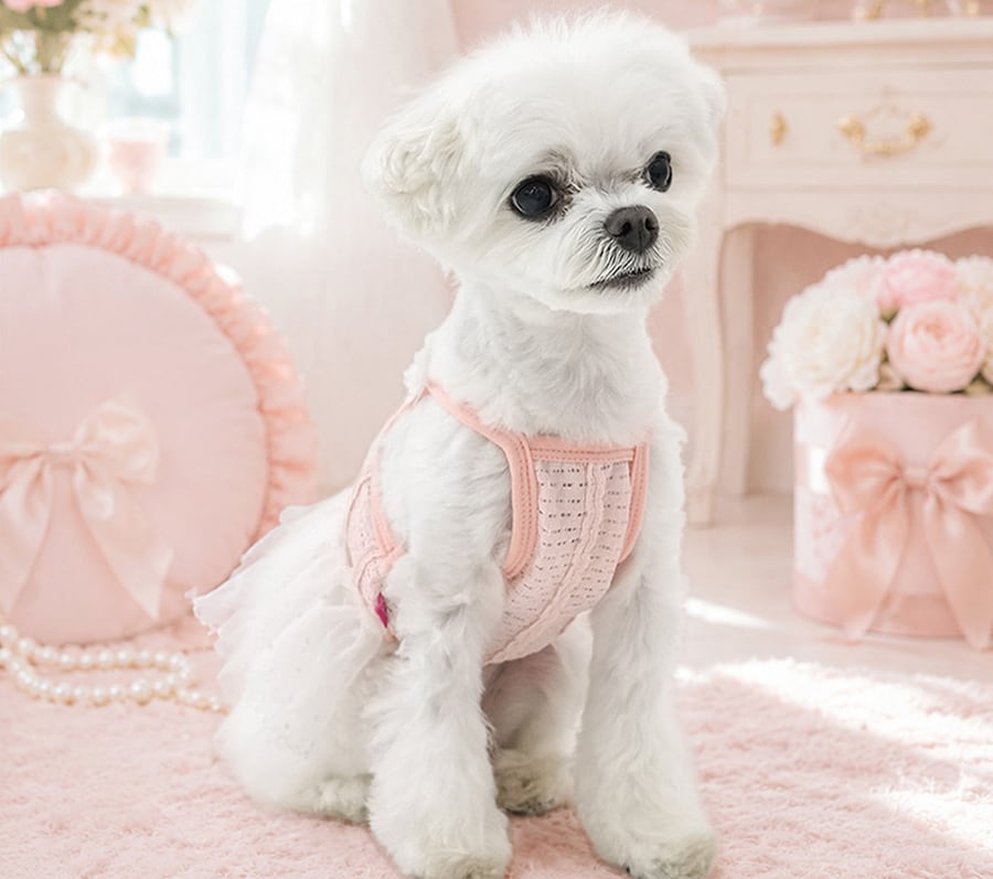 tutu mini dress S ~ XL / 犬服 ドッグウェア 袖なし 春夏 ワンピース チュチュスカート チュール 小型犬 中型犬 韓国 犬の服 onepiece67