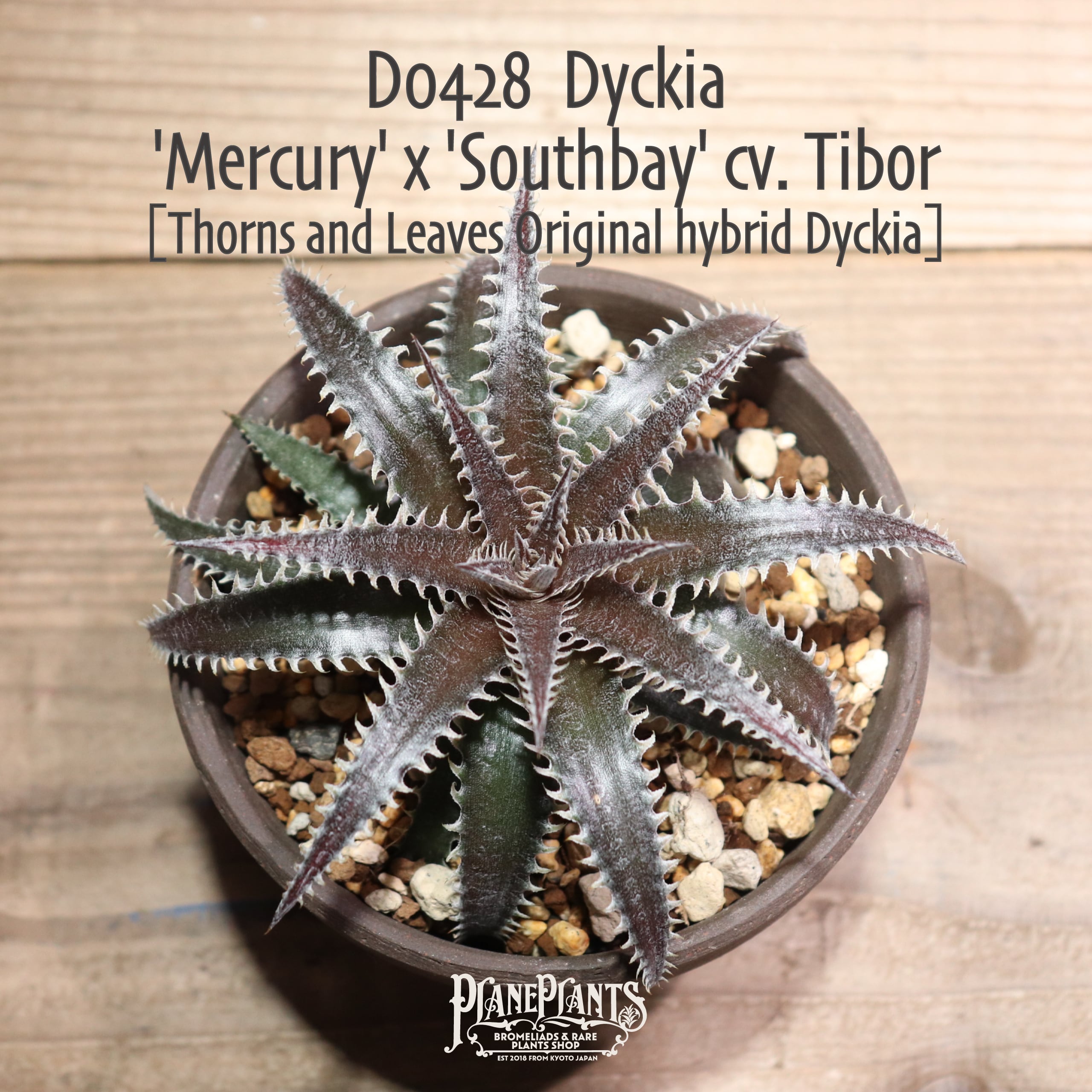 Dyckia South Bay ディッキア　サウスベイ