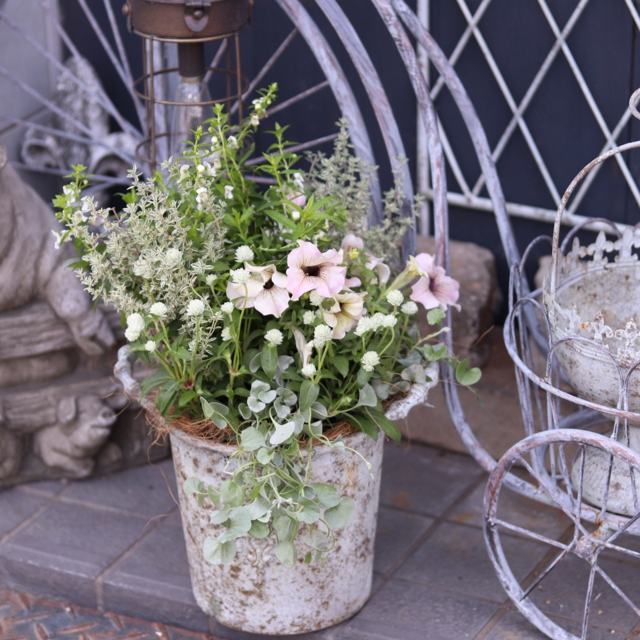 寄せ植え　ペチュニアロイヤルミルクティの寄せ植え｜届いてすぐ飾れる完成品｜玄関にオススメ｜新築・開店祝いギフト｜モンディマンシェ