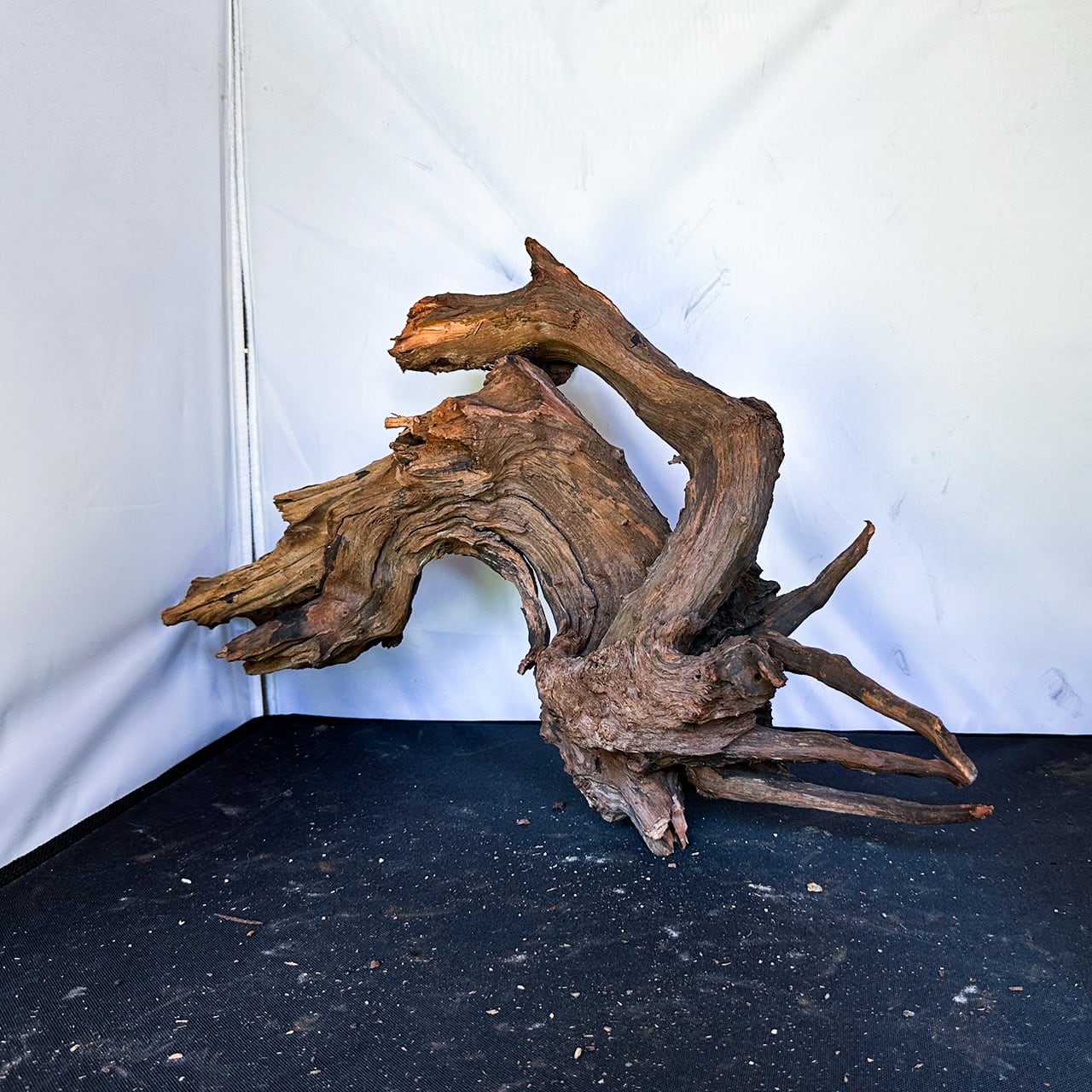 威厳と美を極めた造形の象徴】ディープホーンウッド/Deep Hornwood