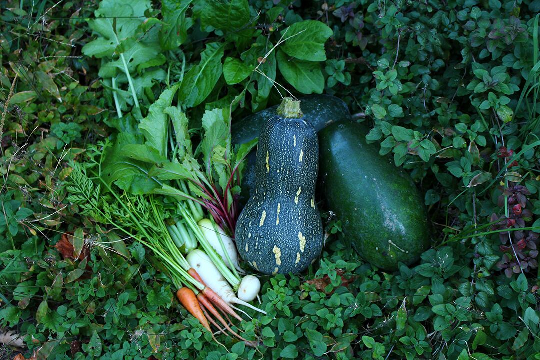 自然農野菜セット（M）2～3人用