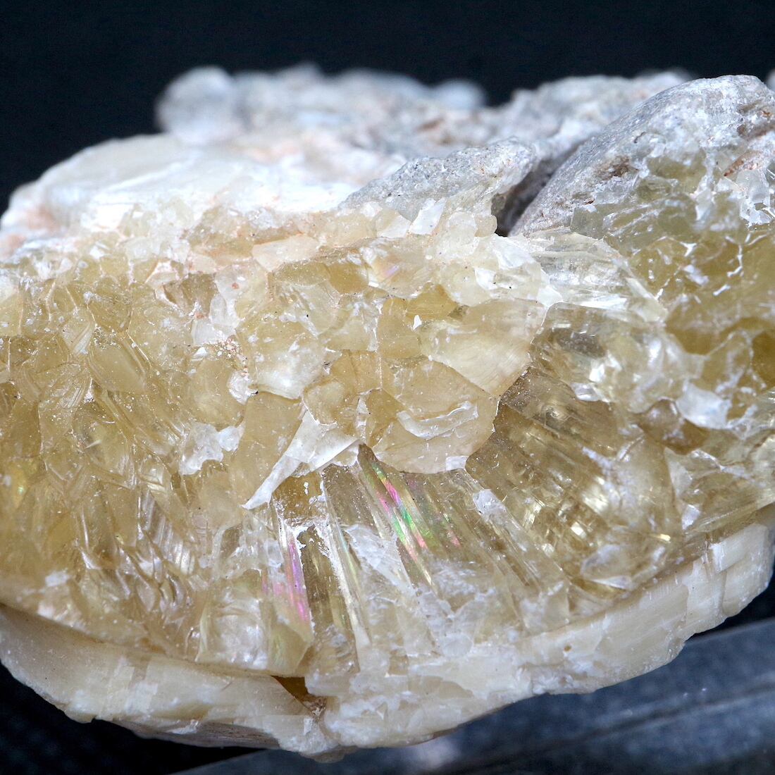 予約販売 カルサイト化した貝の化石 鉱物 天然石 天然石