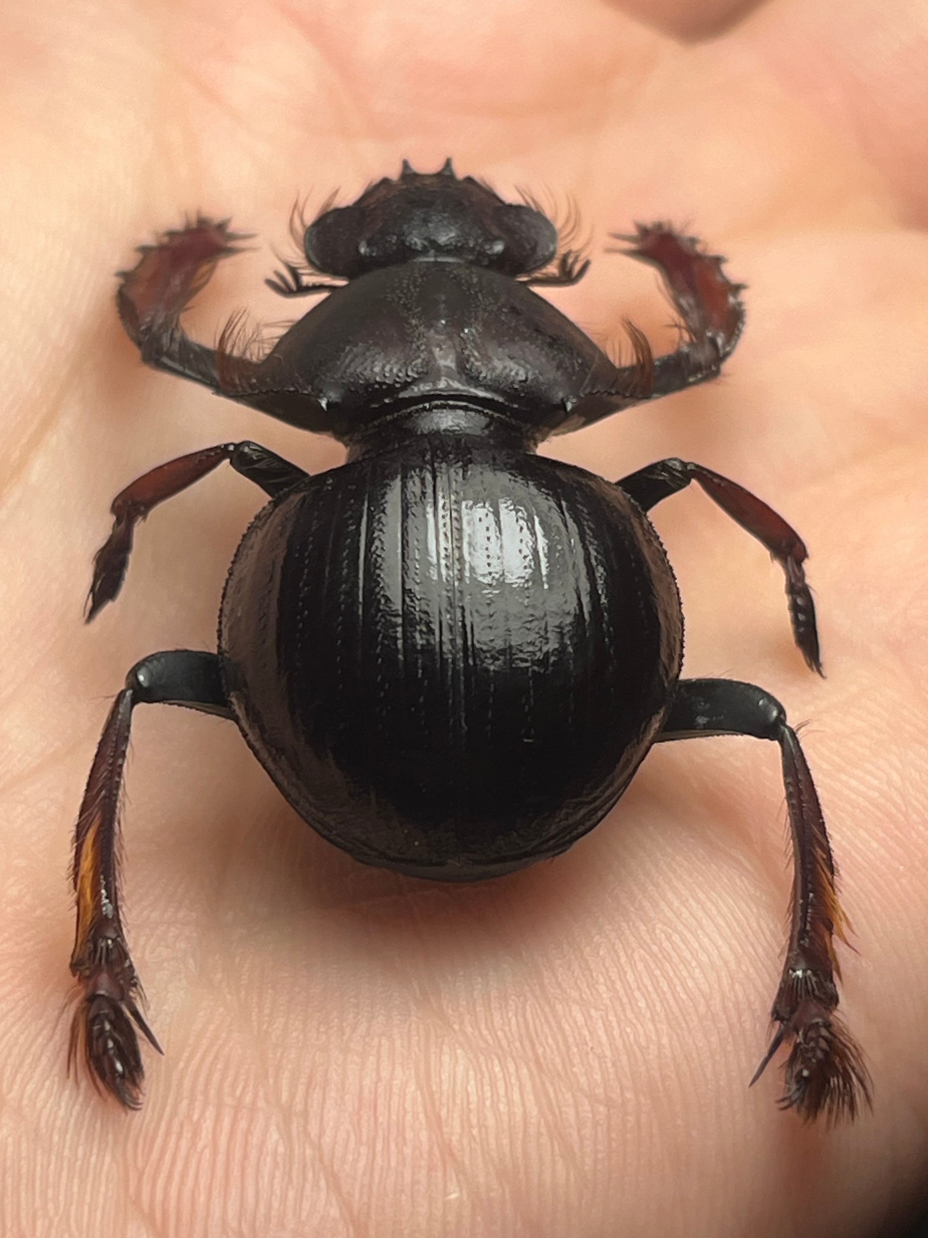 属内最大種】Pachysoma rodriguesiアカアシタマオシハネナシタマオシ