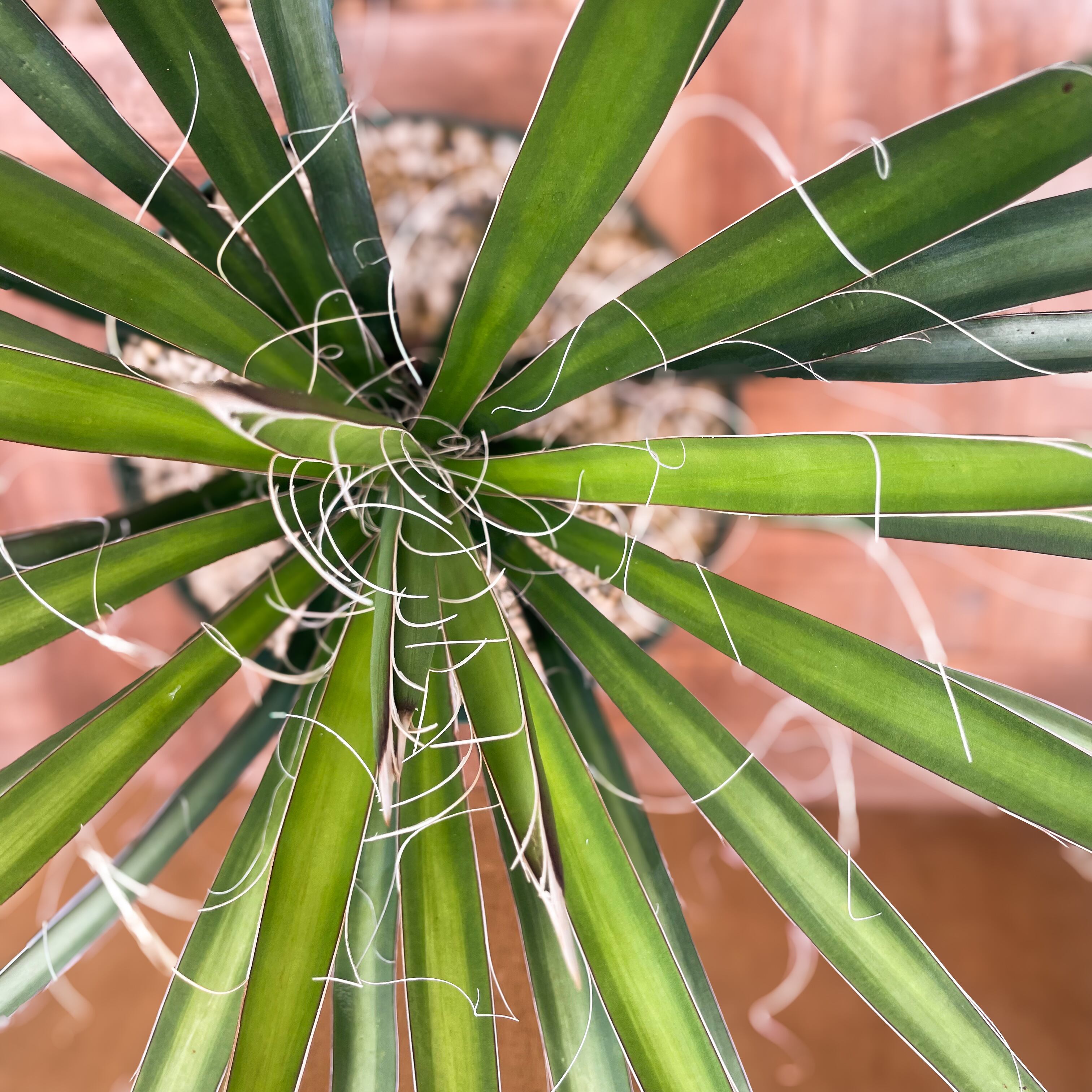 現物「ユッカ・バッカタ」７号　Yucca baccata　バナナユッカ バナナユッカ☆ユッカ・バッカタ☆7号 鉢 ドライガーデン 観葉植物